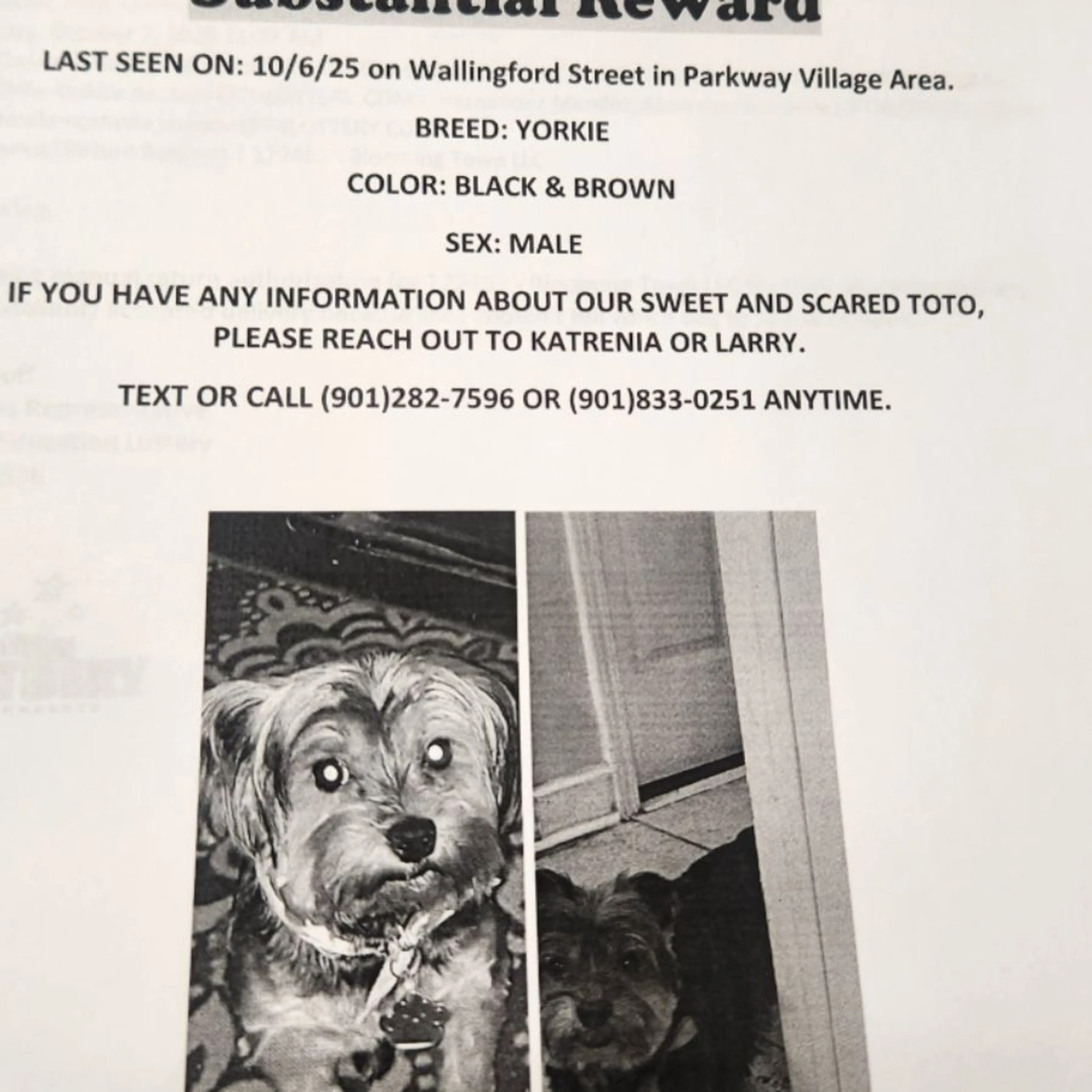 Lost pet