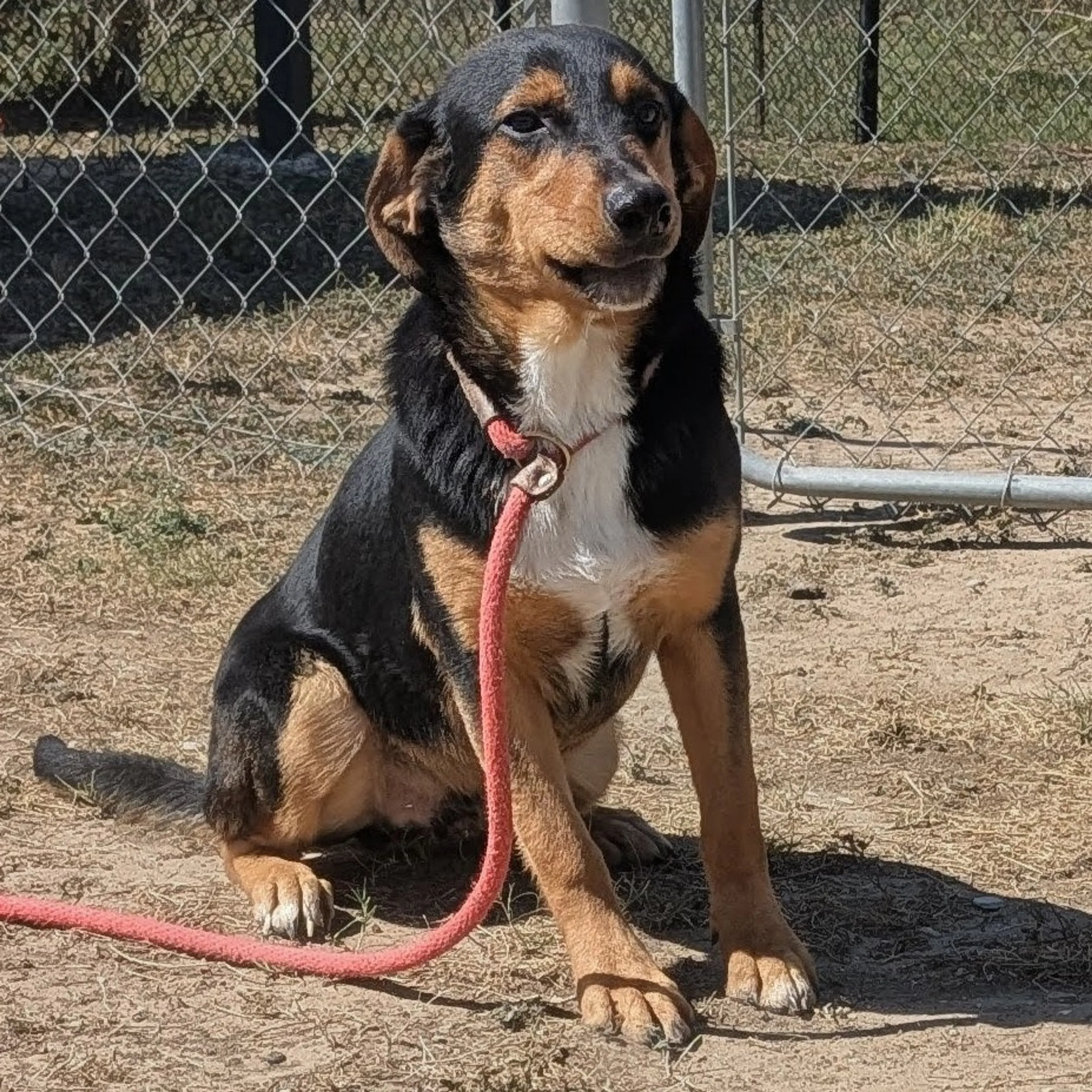 Found pet-4