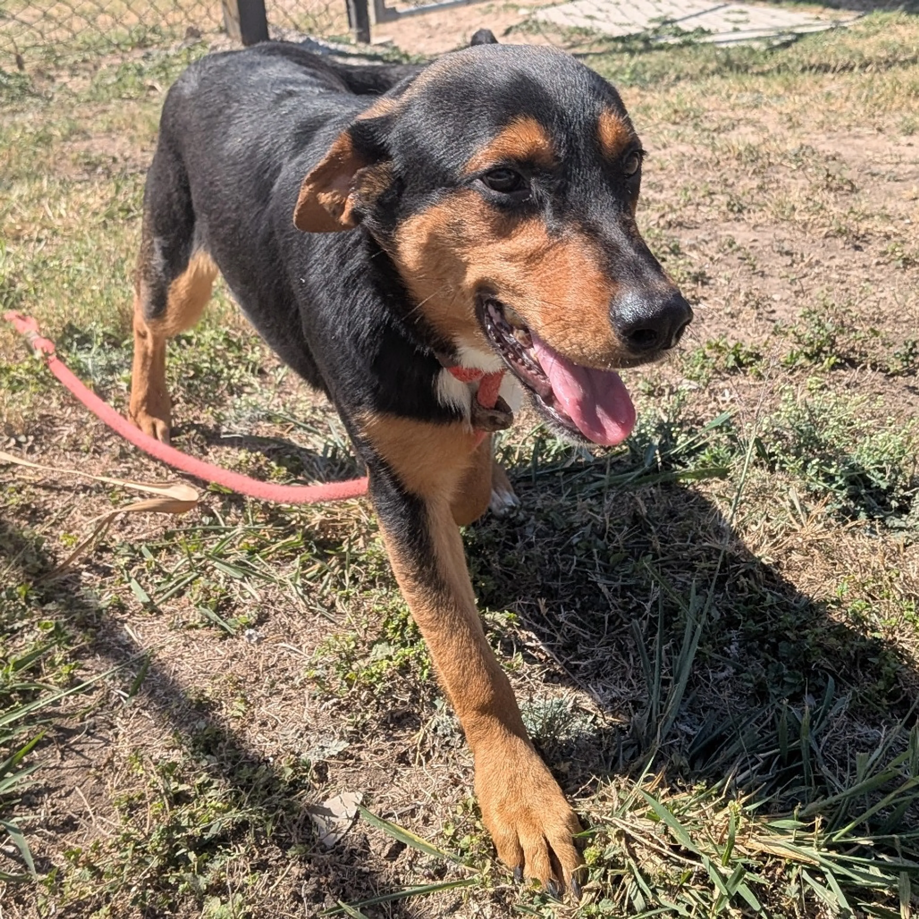 Found pet-5