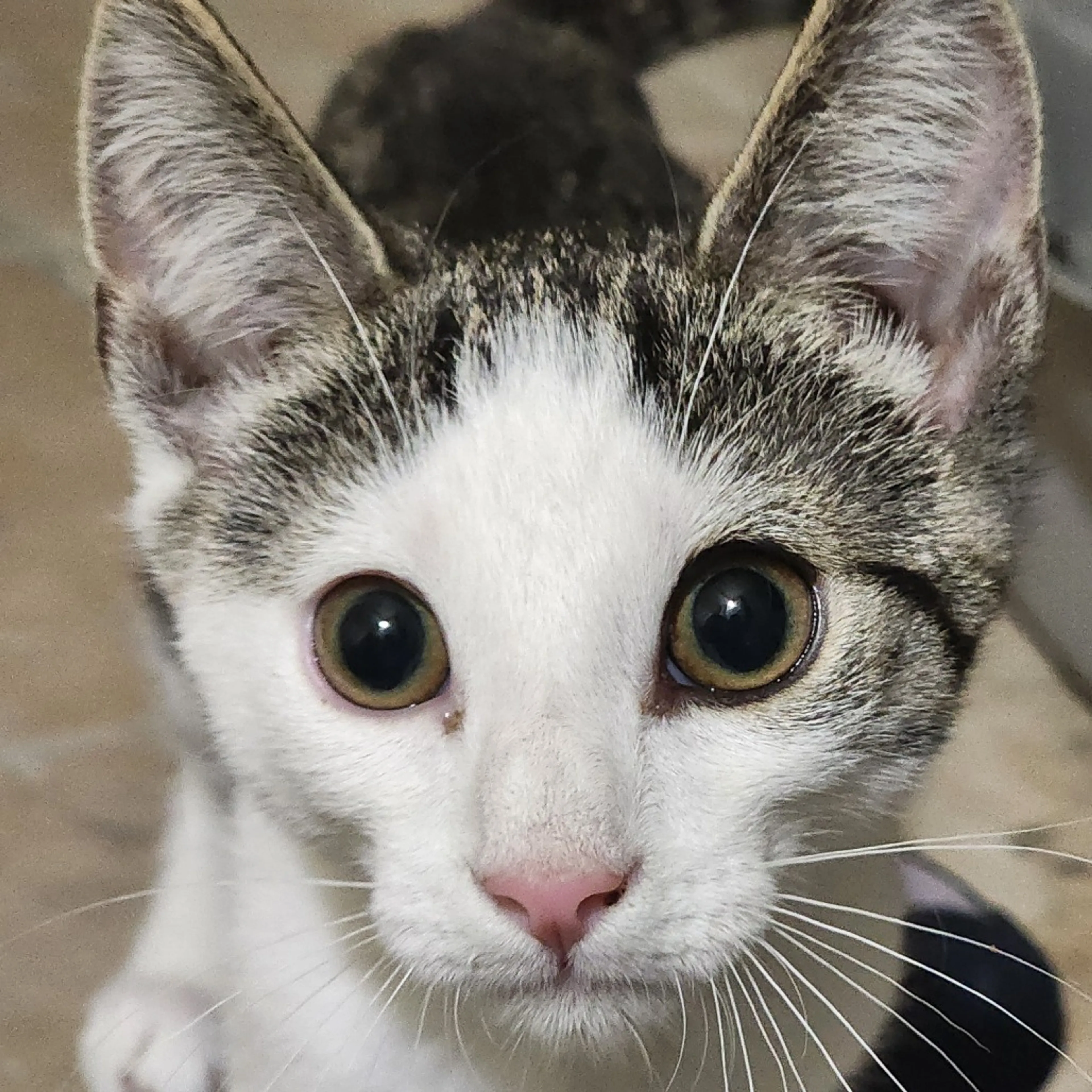 Found pet-1