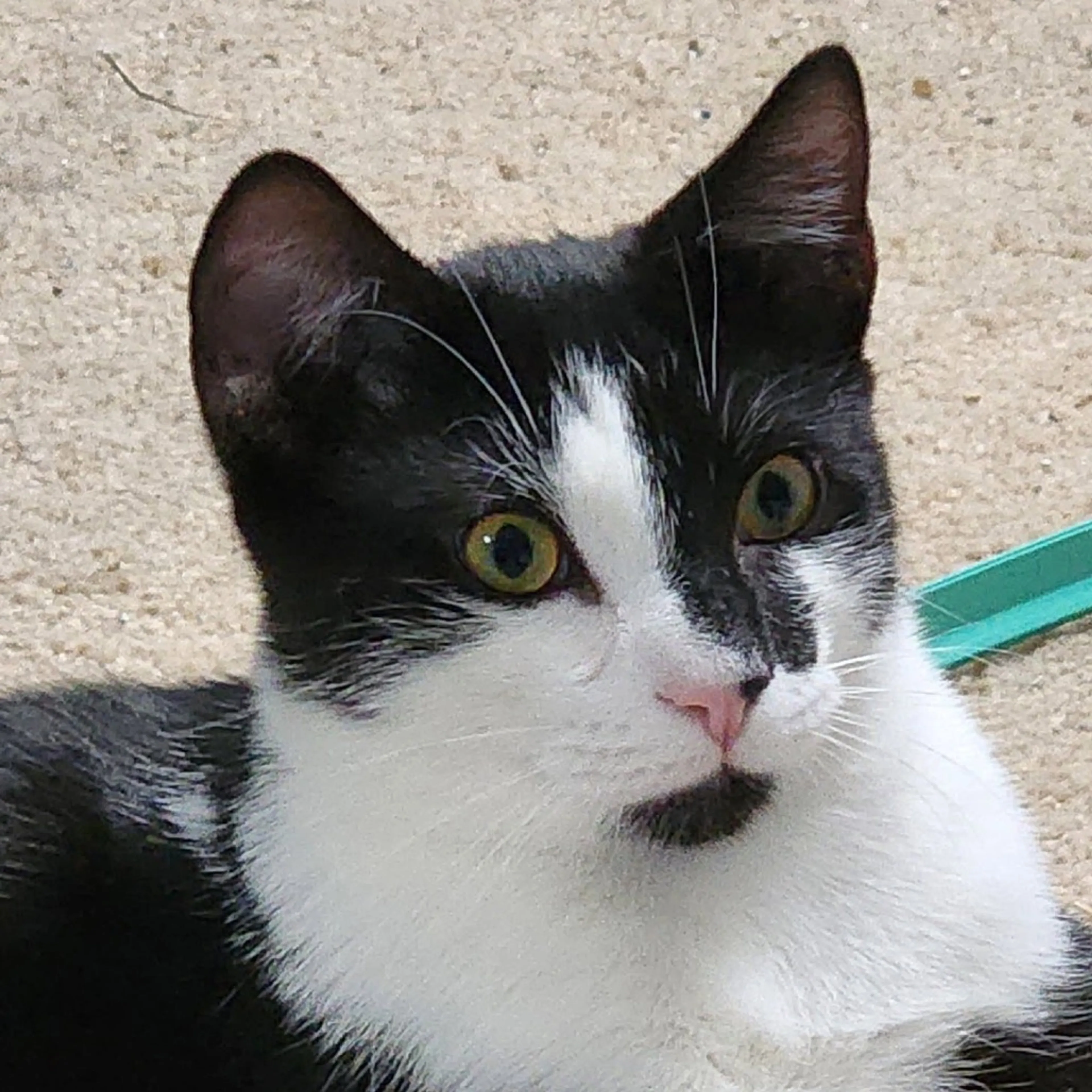 Found pet-2