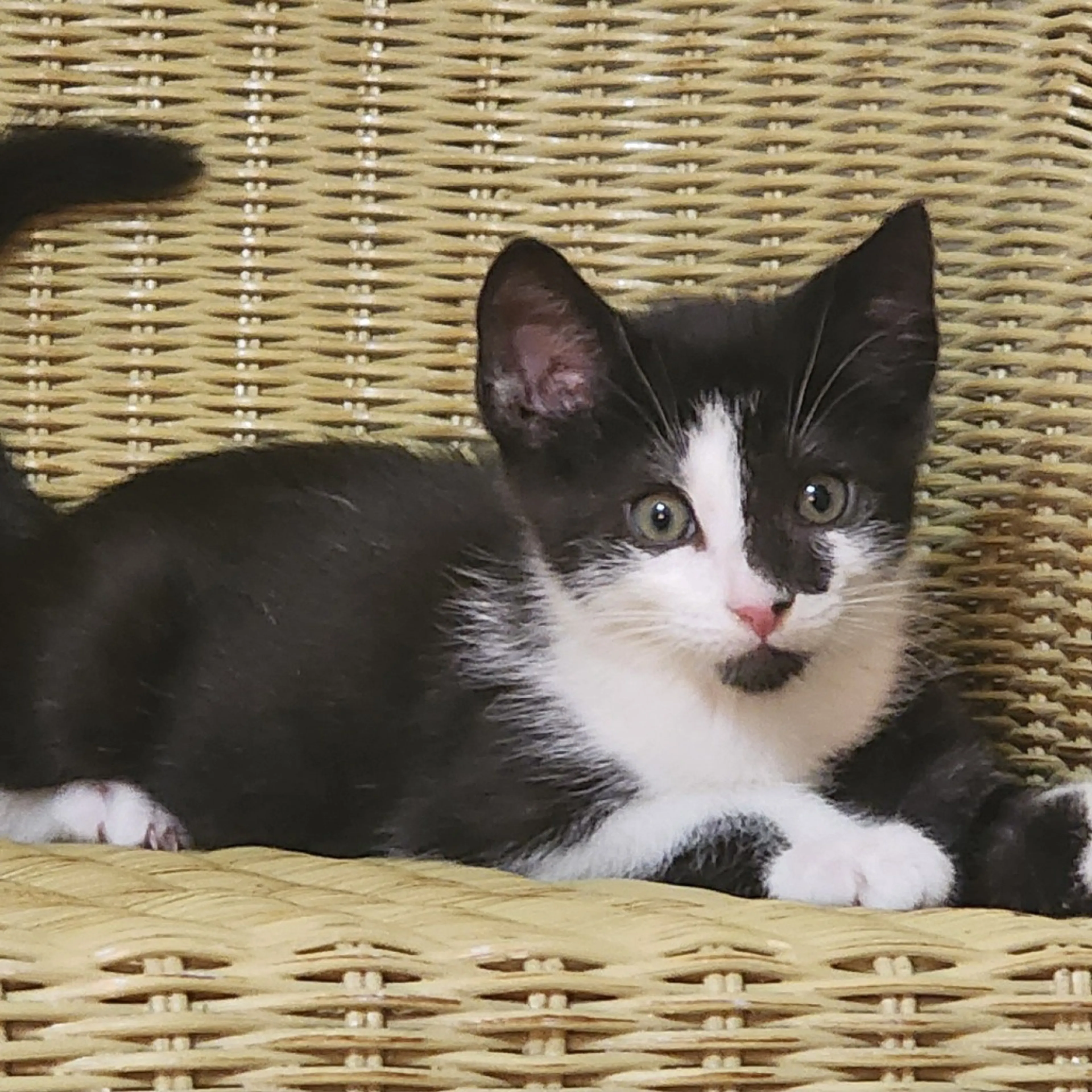 Found pet-1