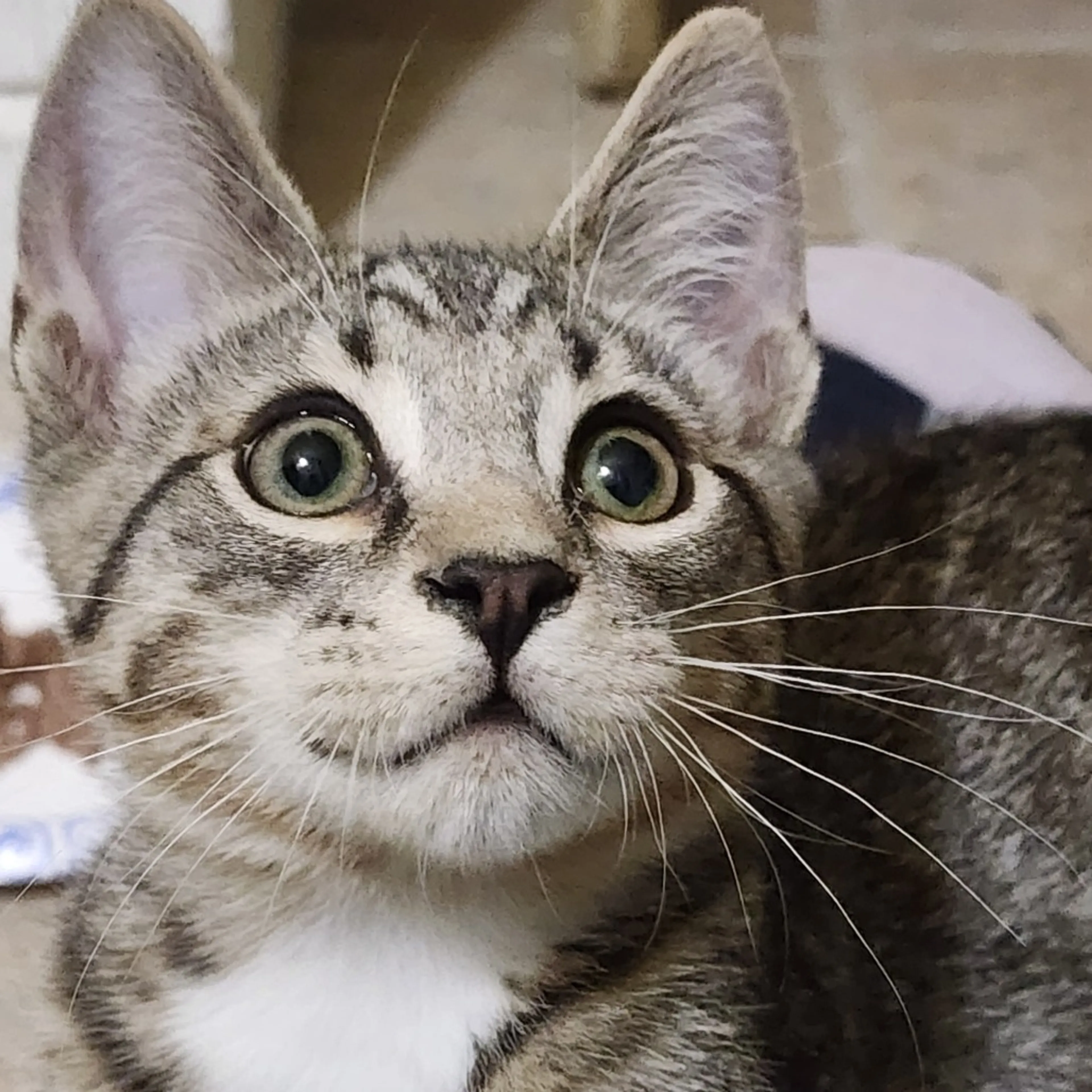 Found pet-1