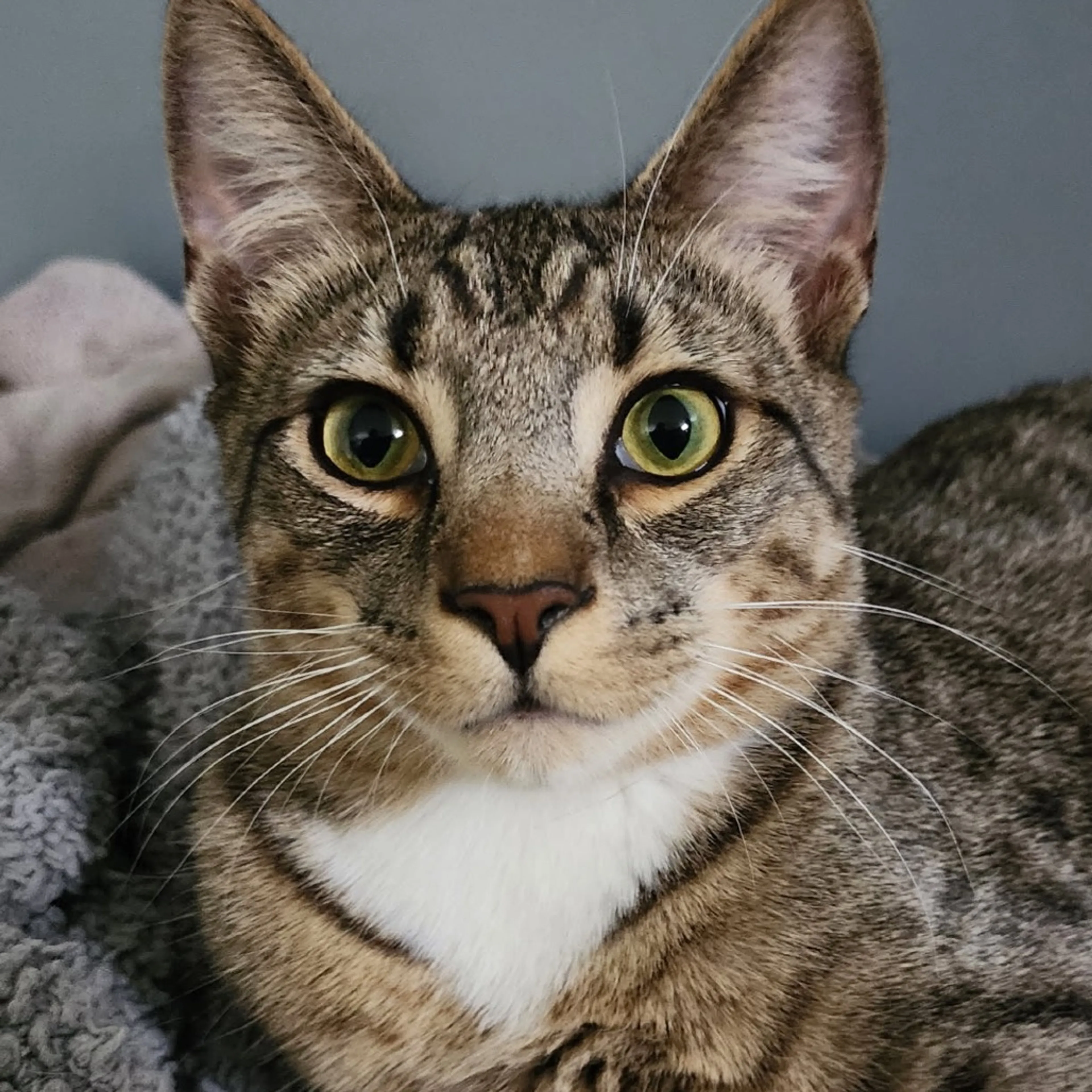 Found pet-2