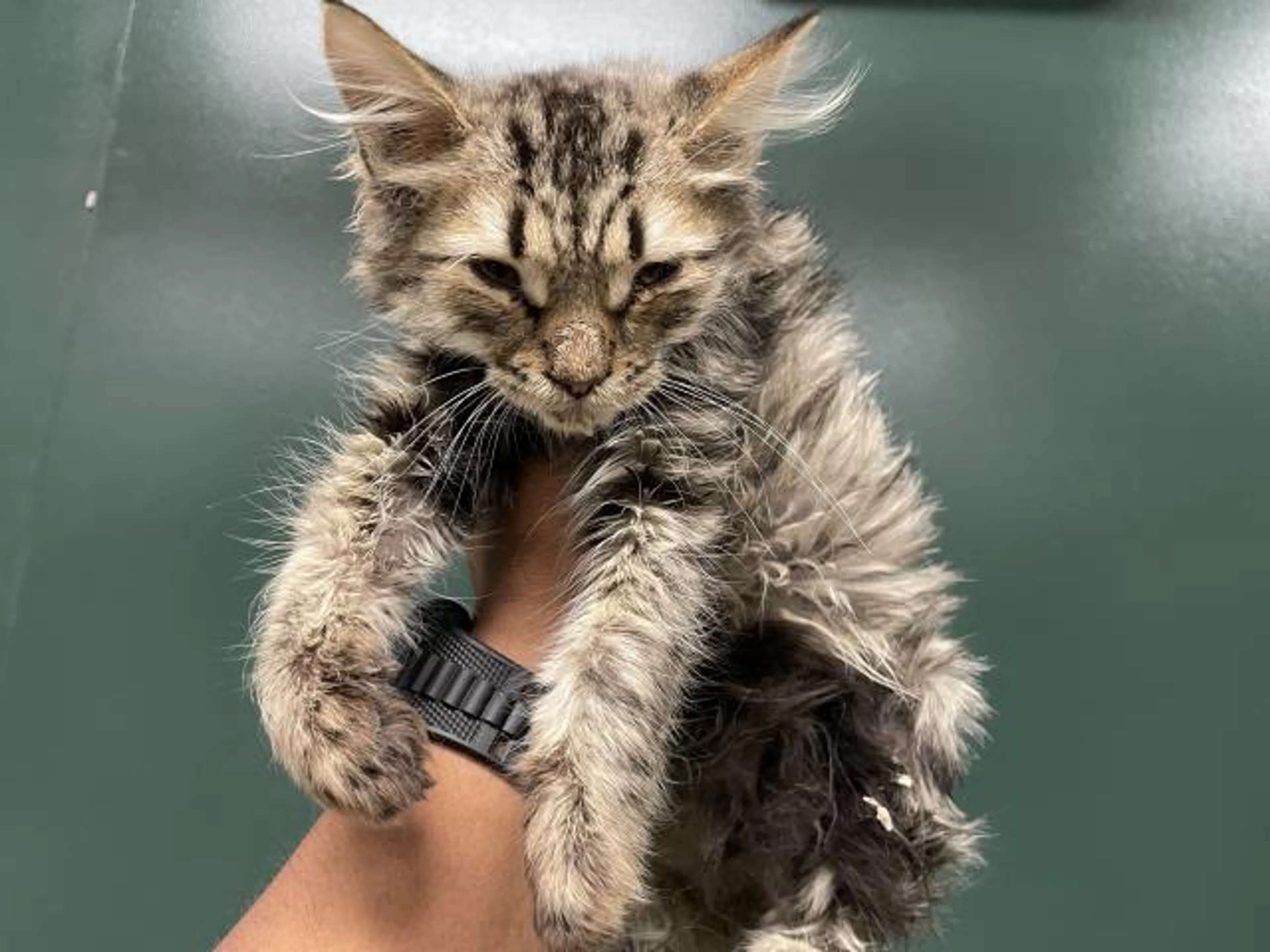 Found pet