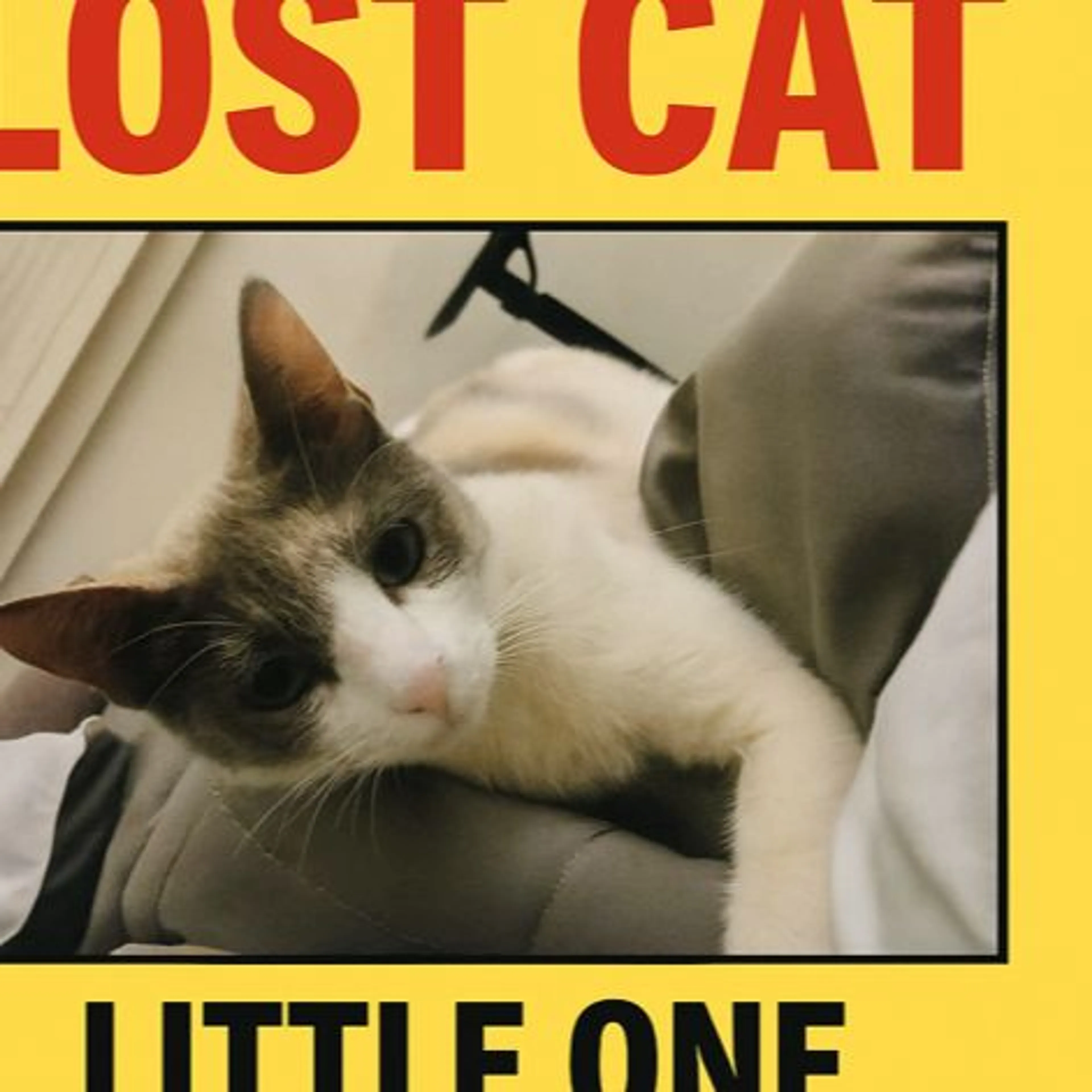 Lost pet-0