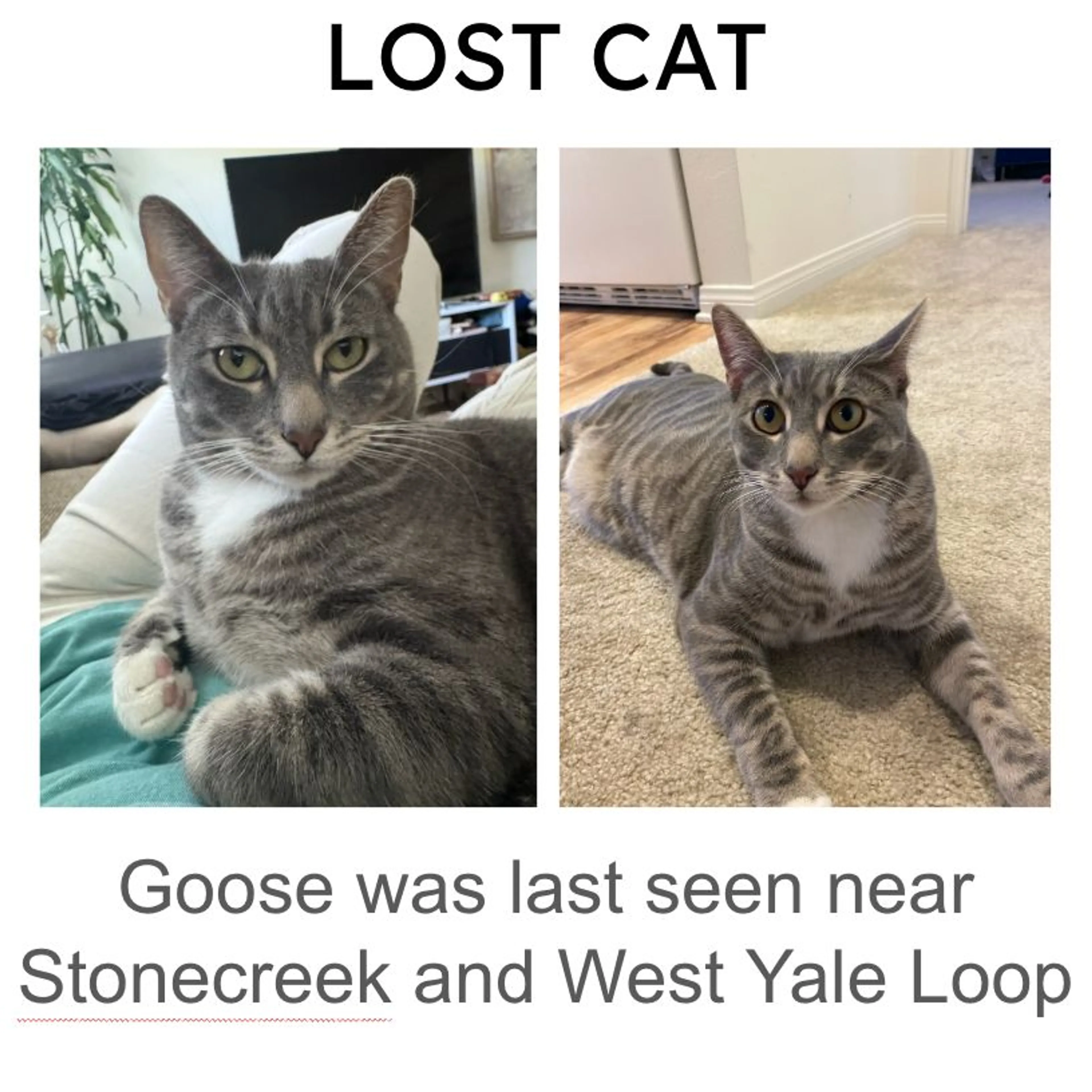 Lost pet