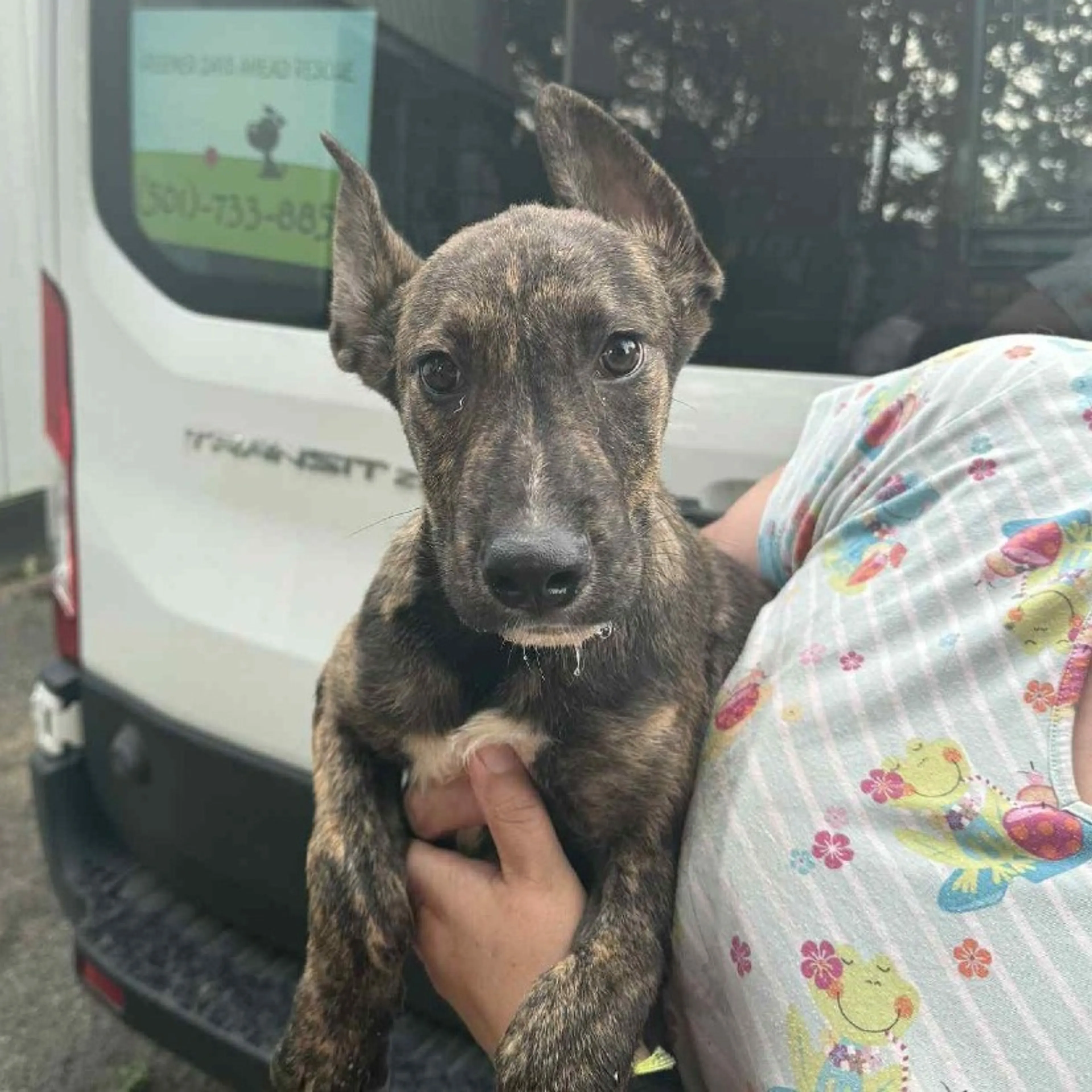 Found pet-2