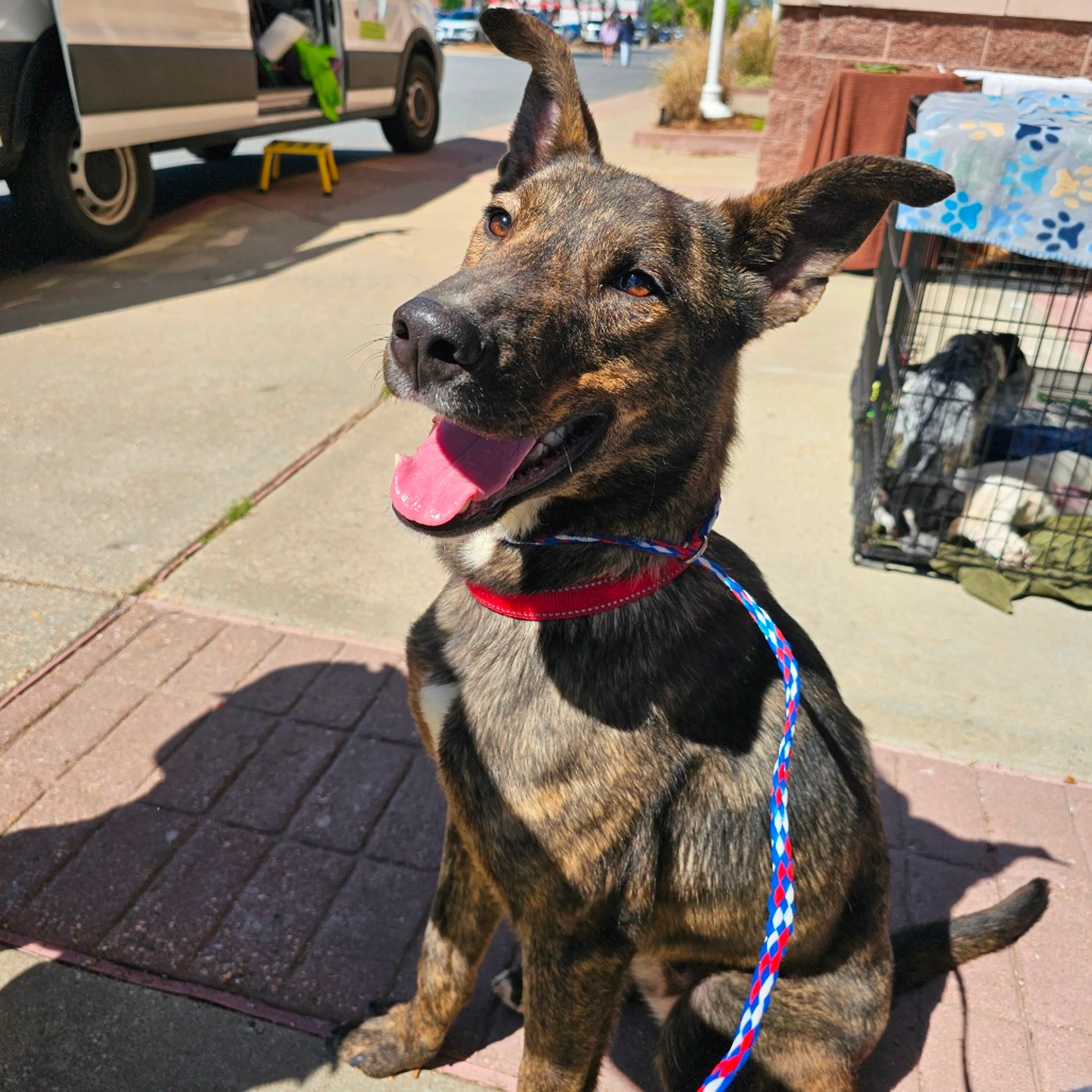 Found pet-0