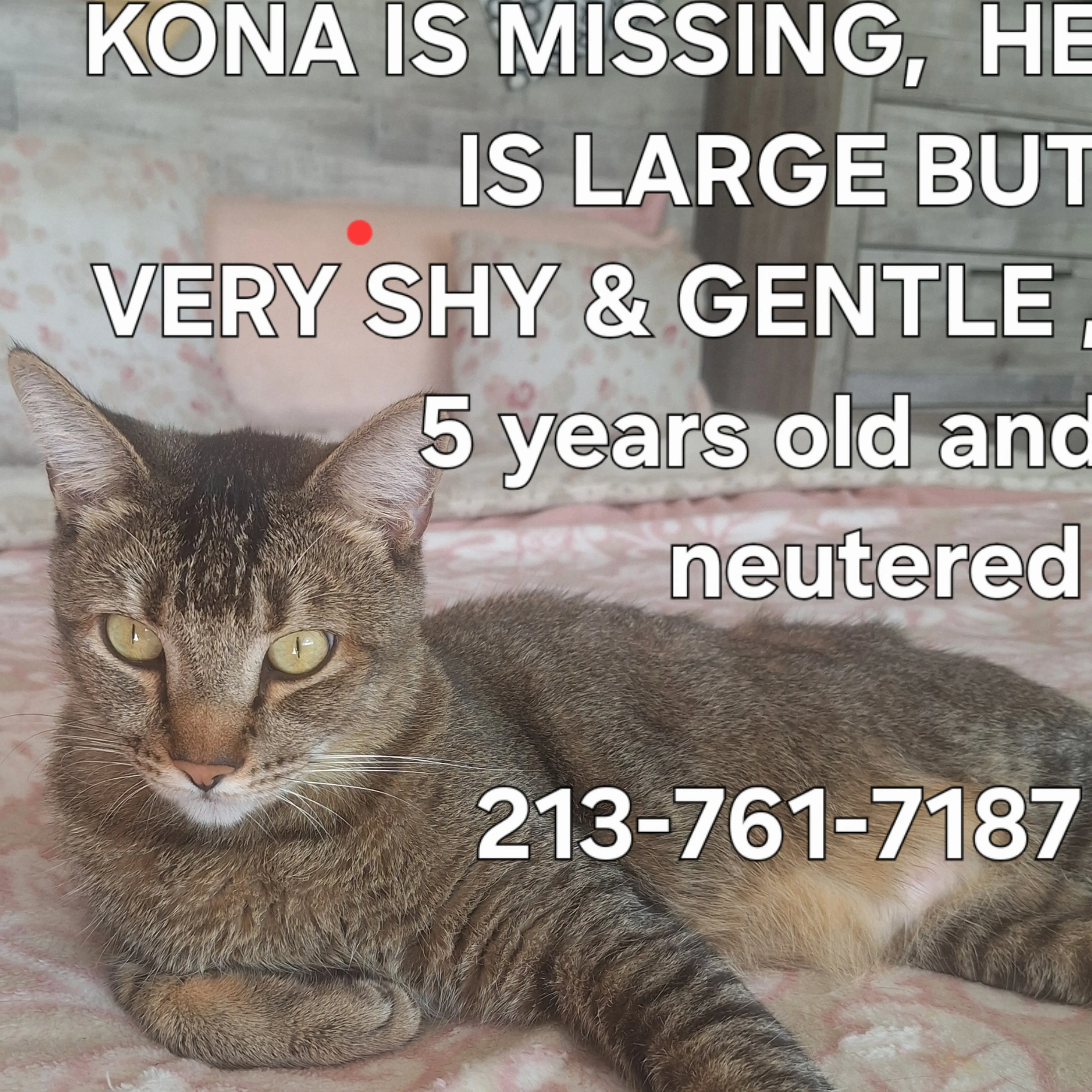 Lost pet-2