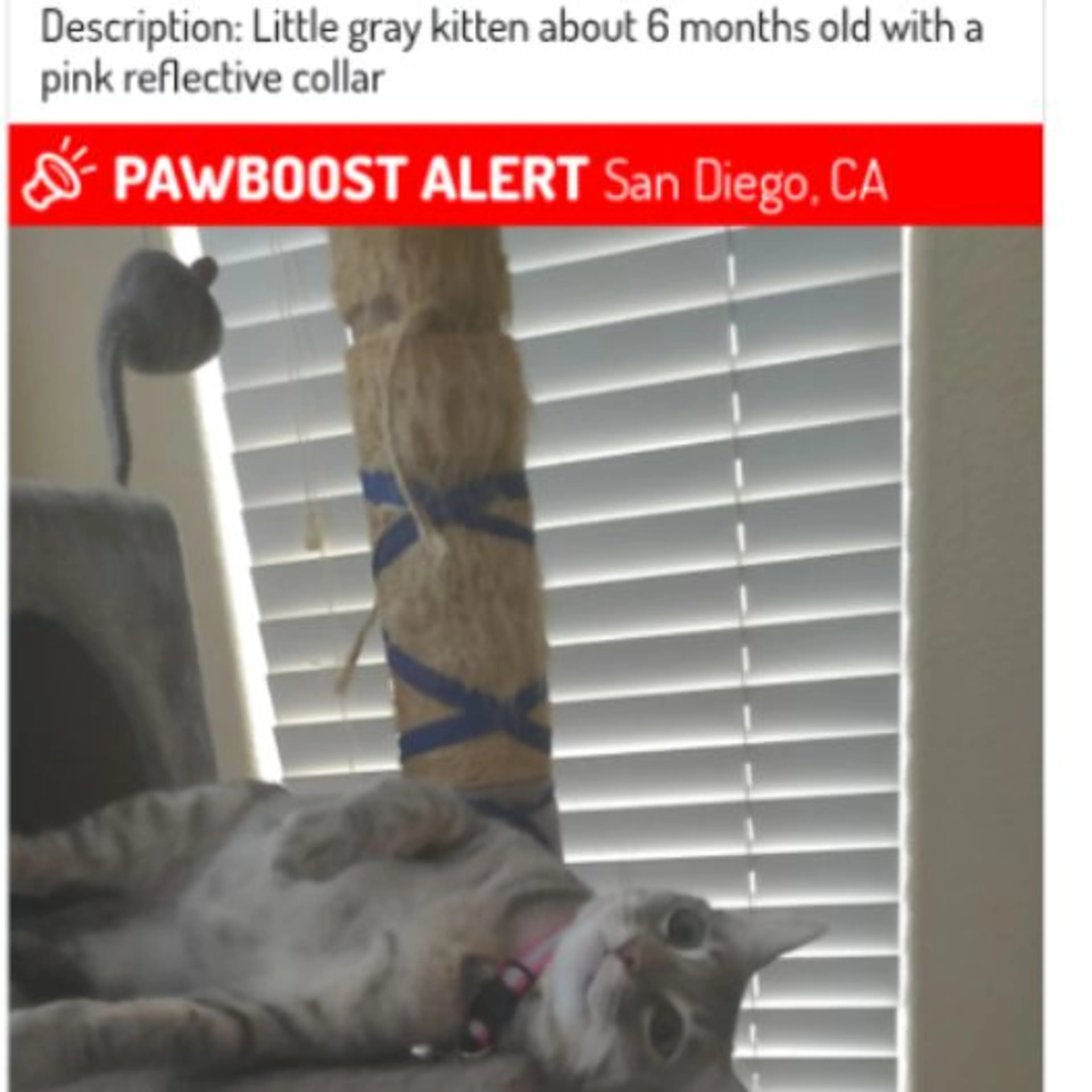 Lost pet