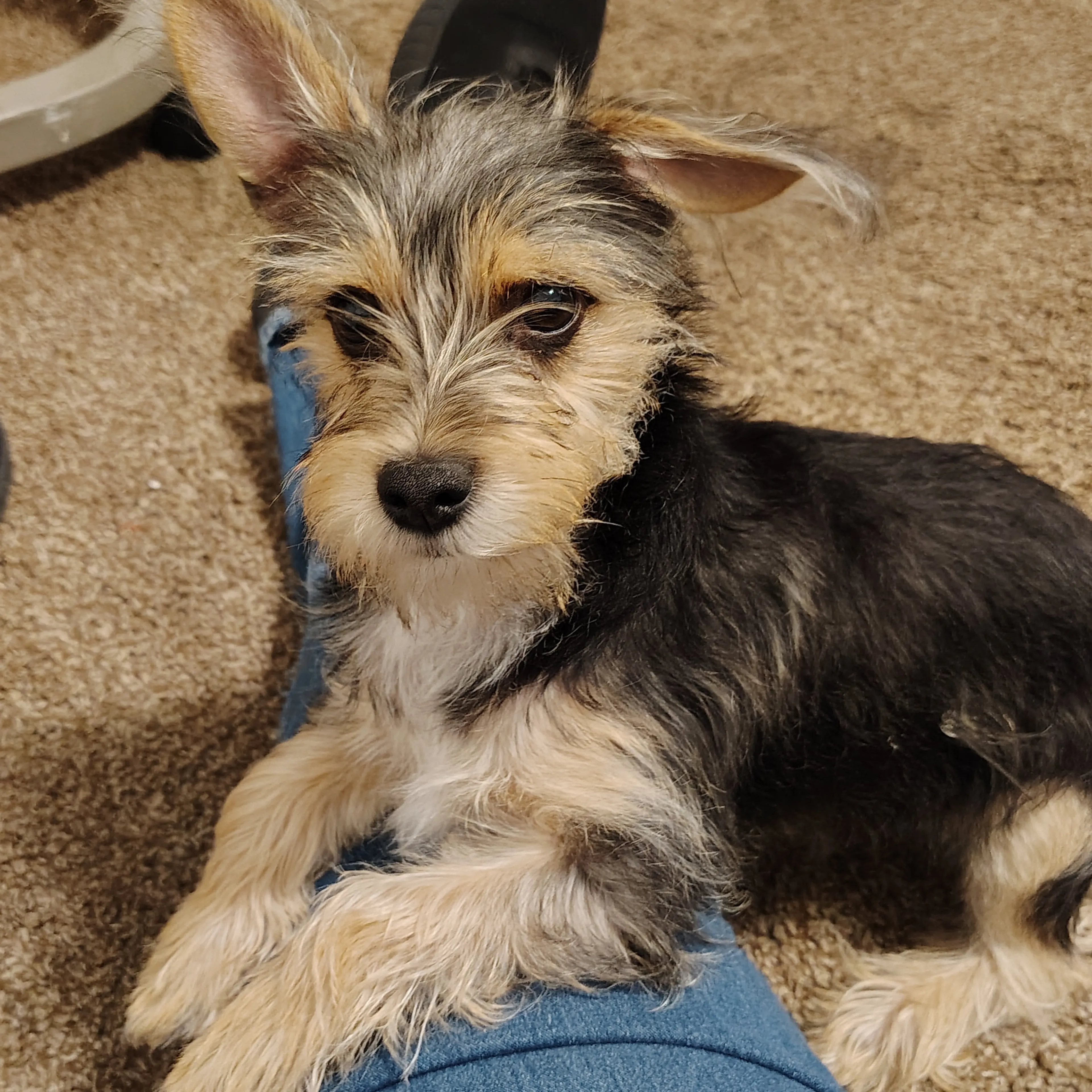 Lost pet-2