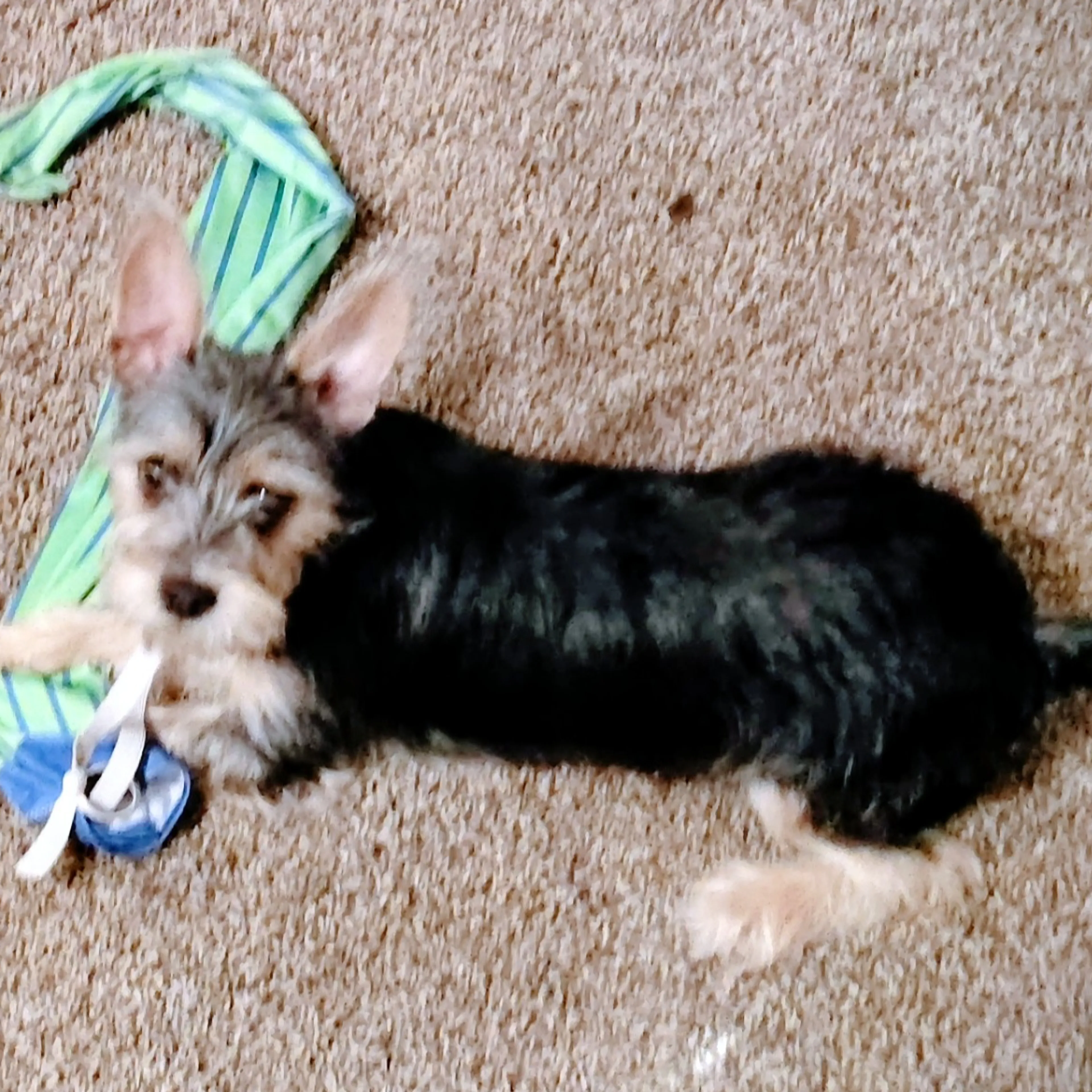 Lost pet-3