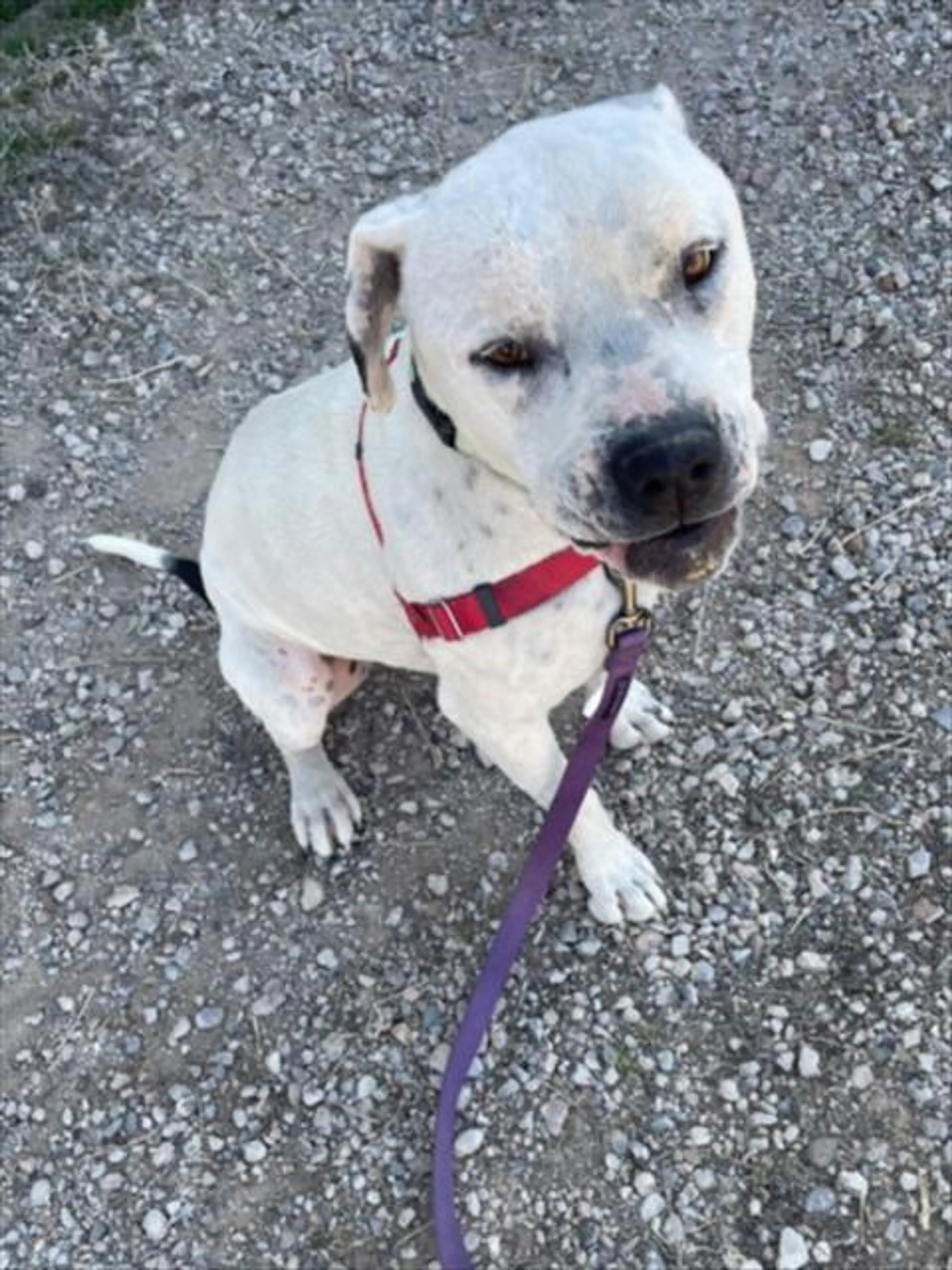 Found pet