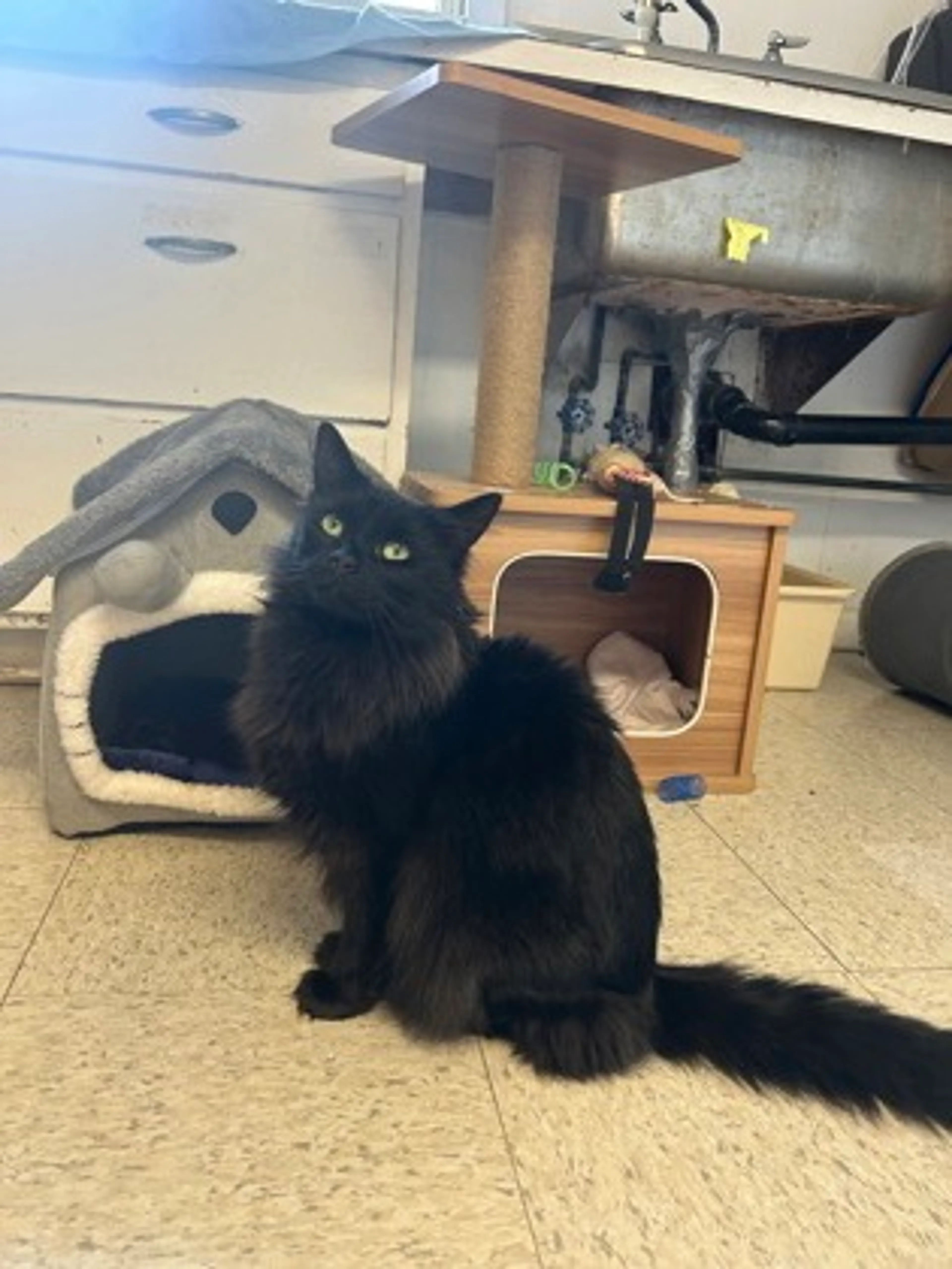 Found pet-1