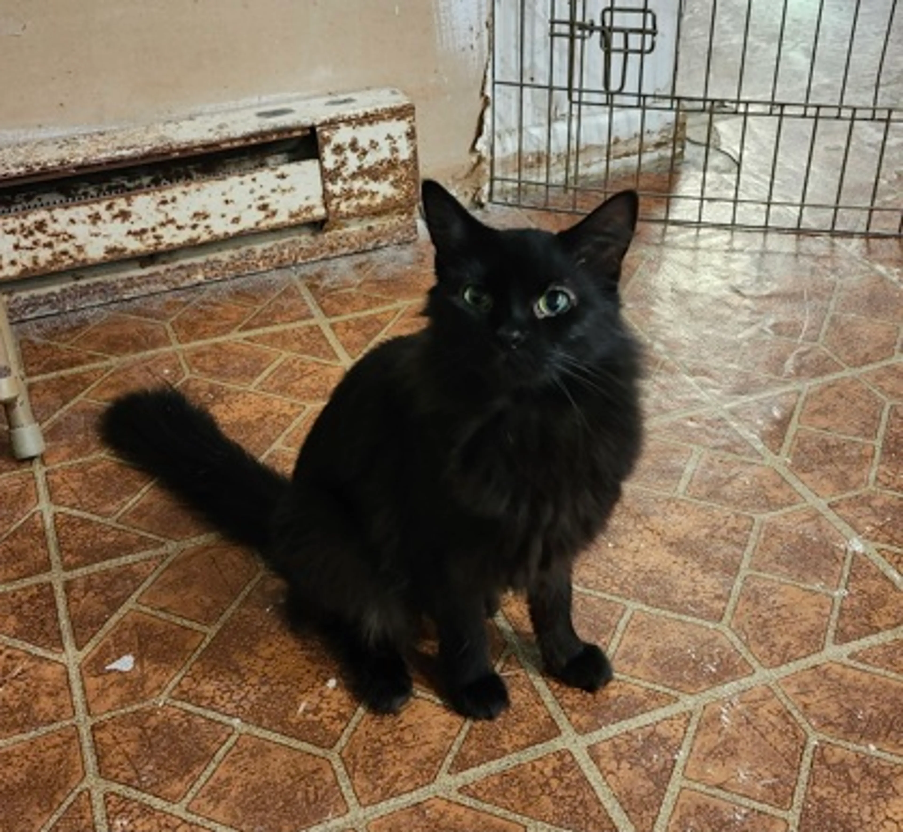 Found pet-2