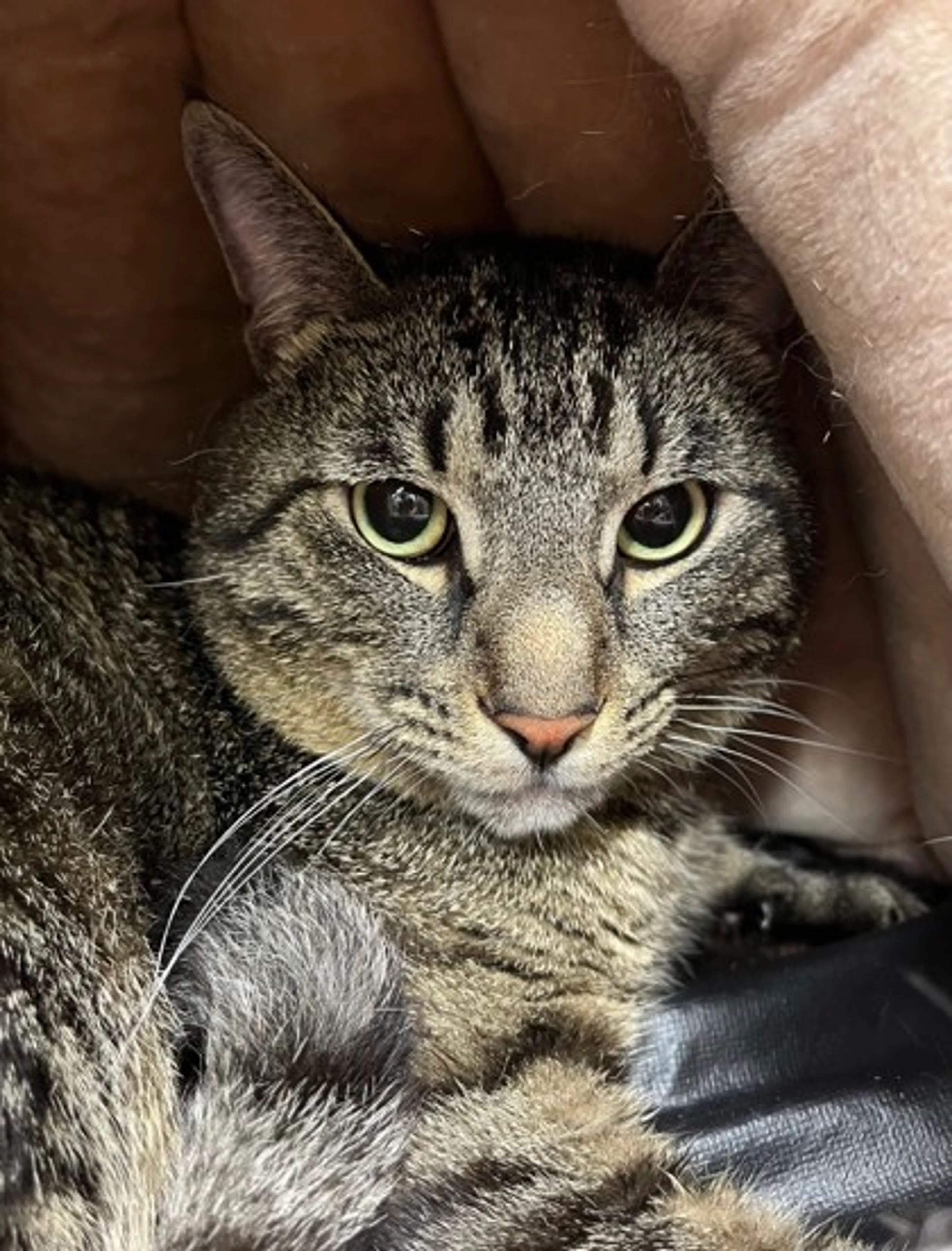 Found pet-2