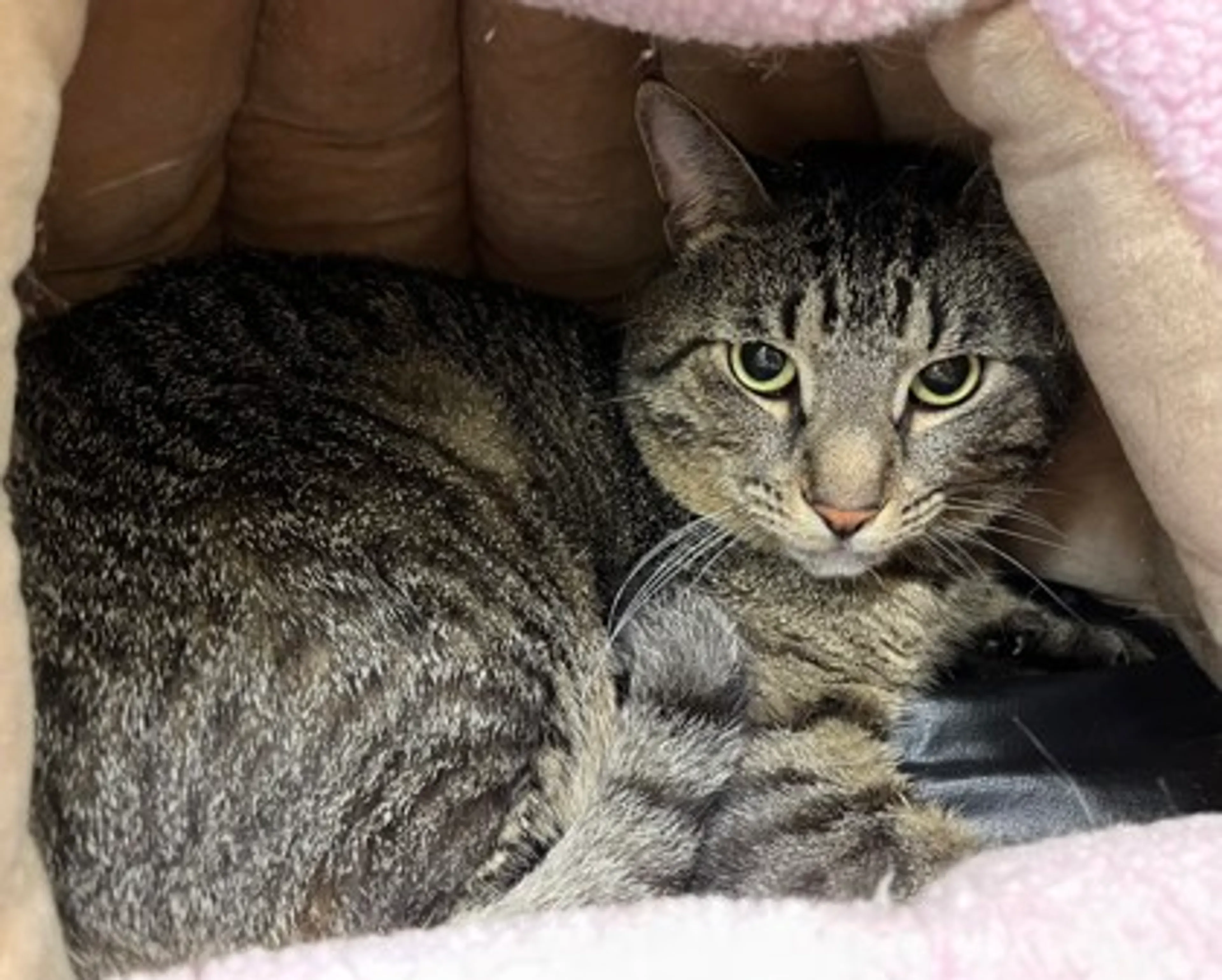 Found pet-1