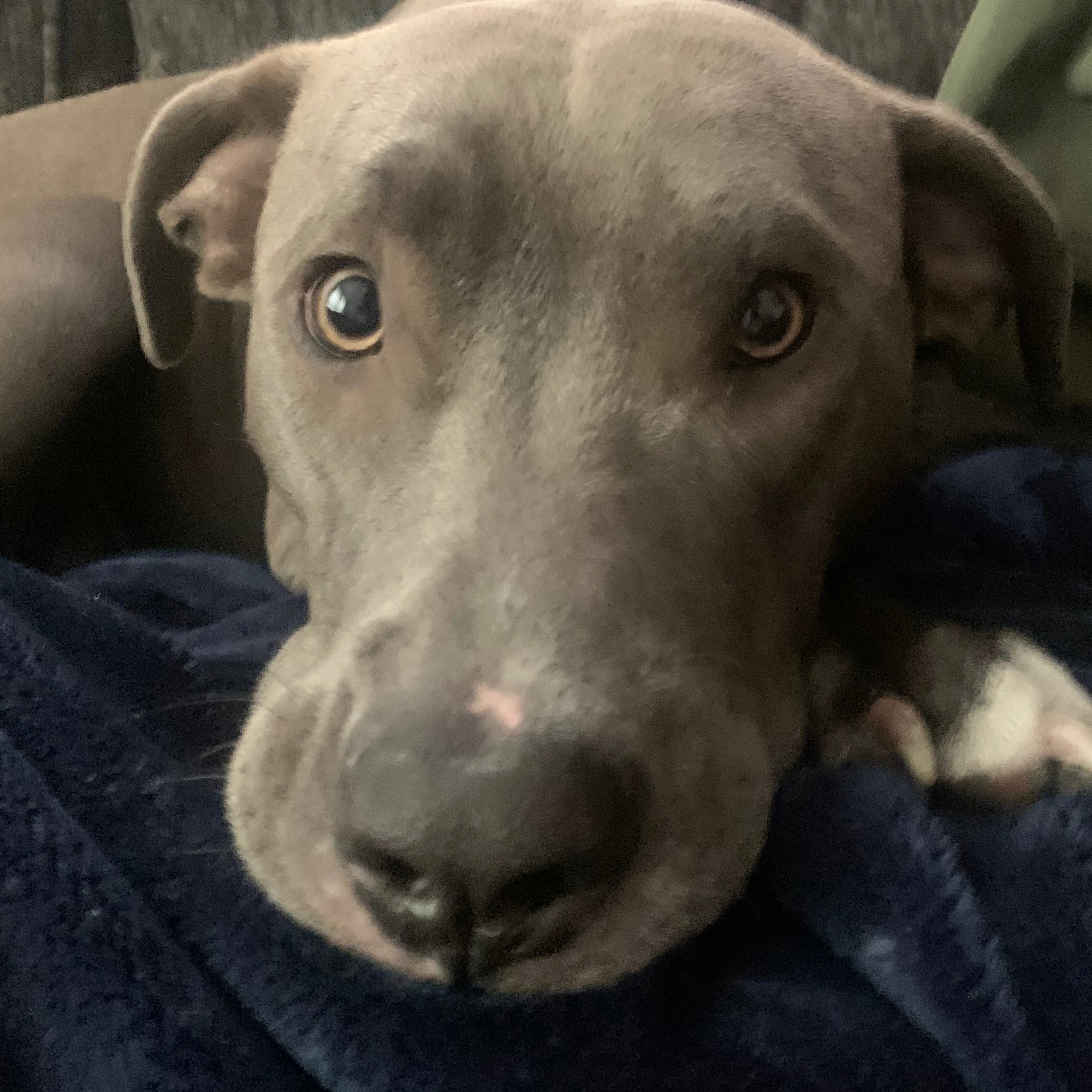 Lost pet-2