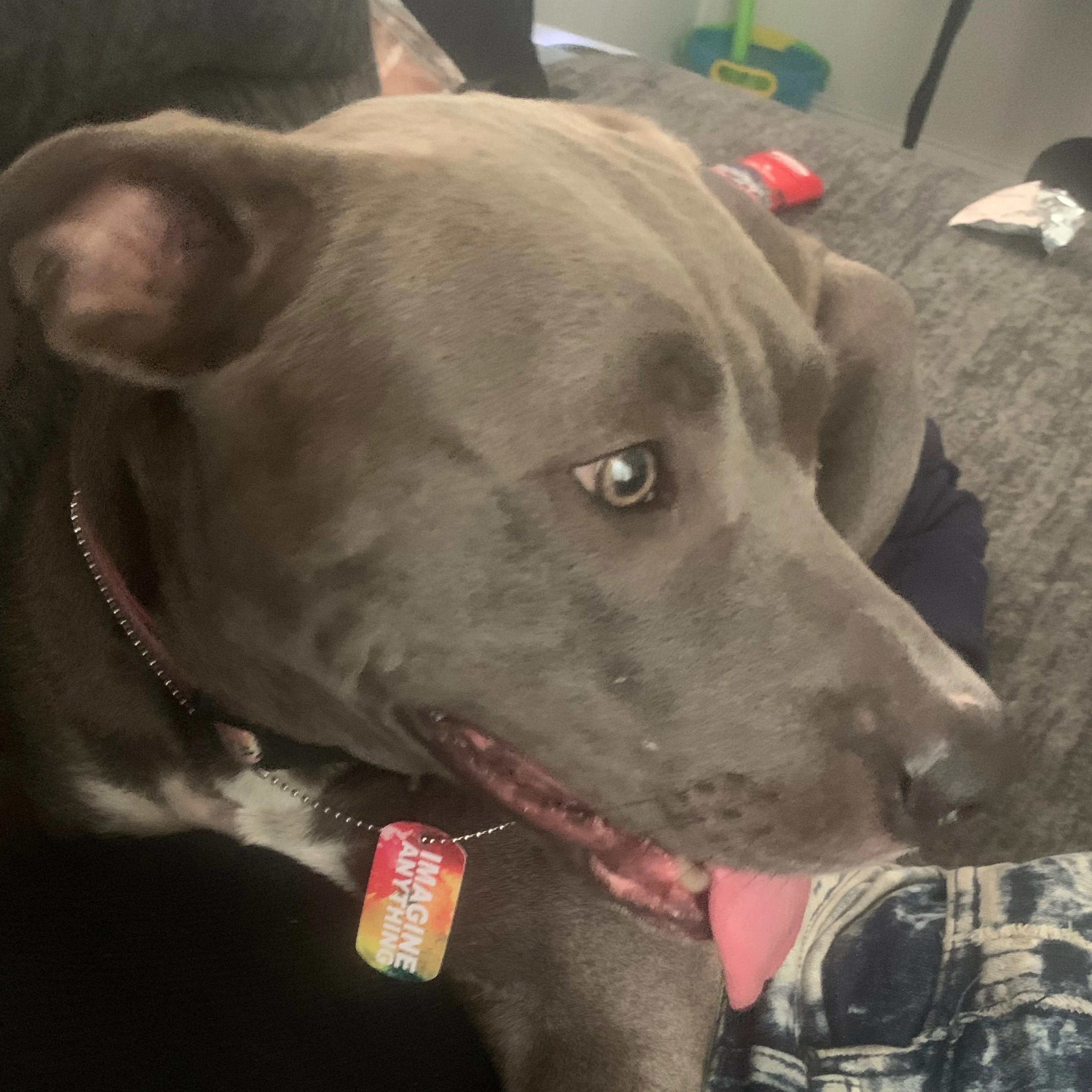 Lost pet-1