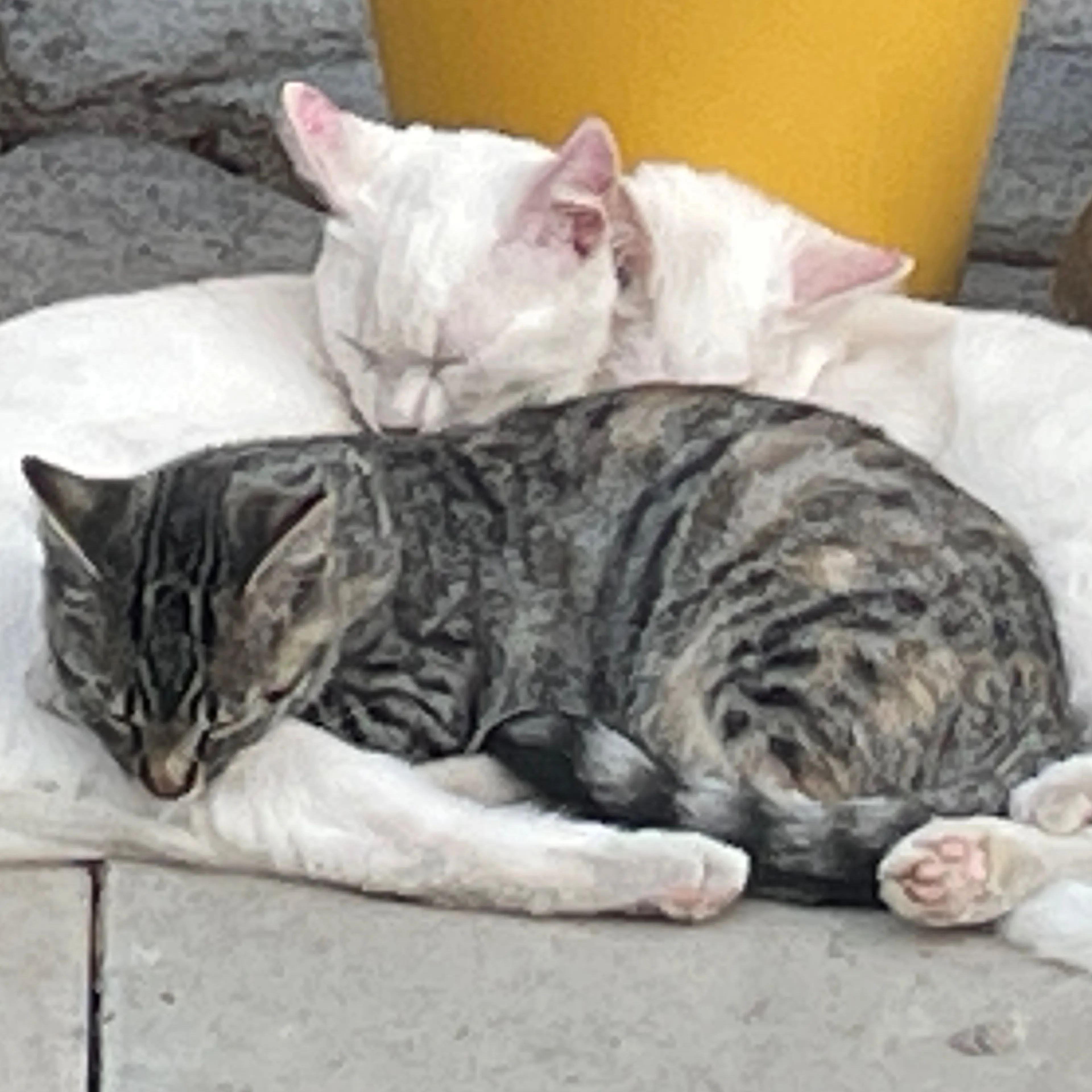 Lost pet-1