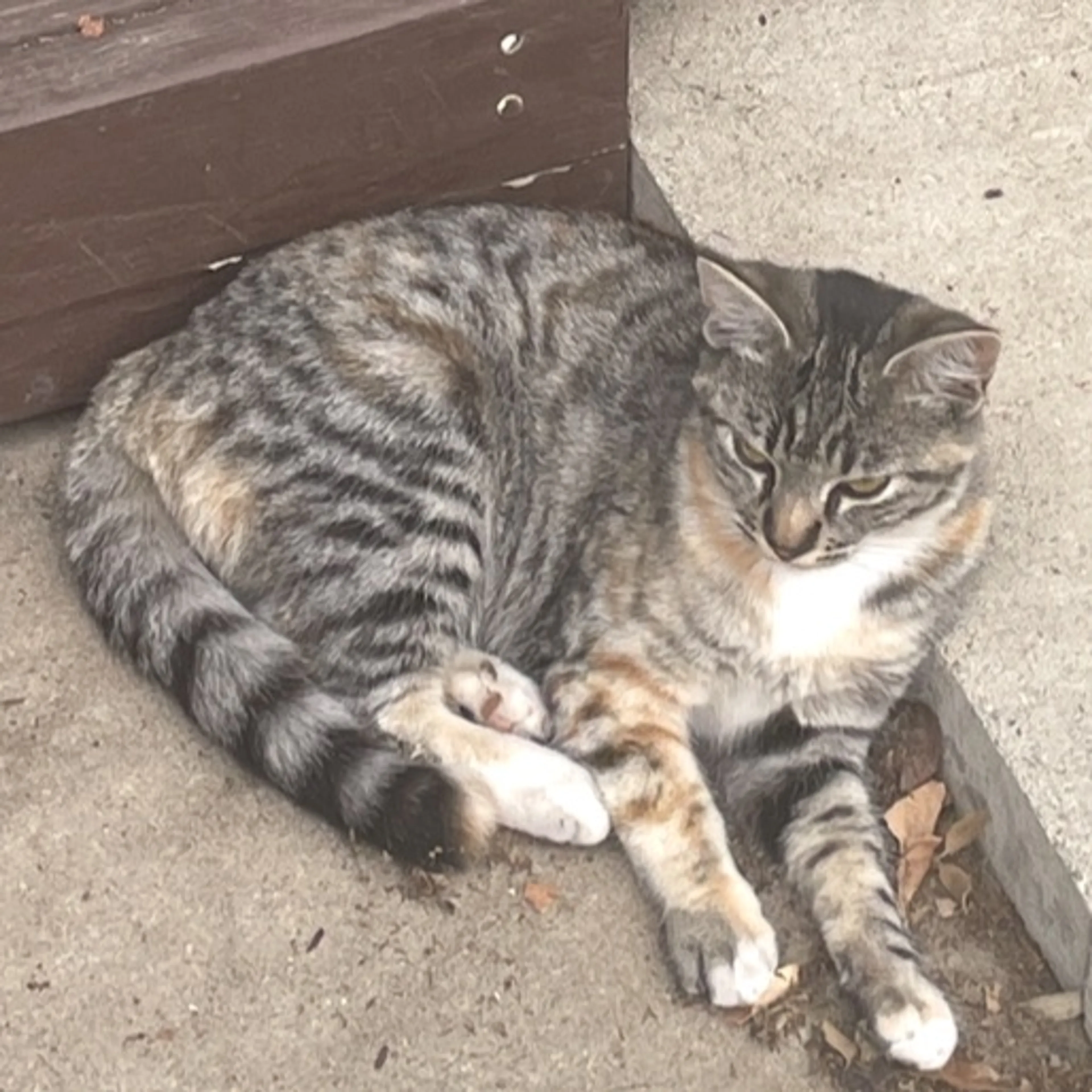 Lost pet-0