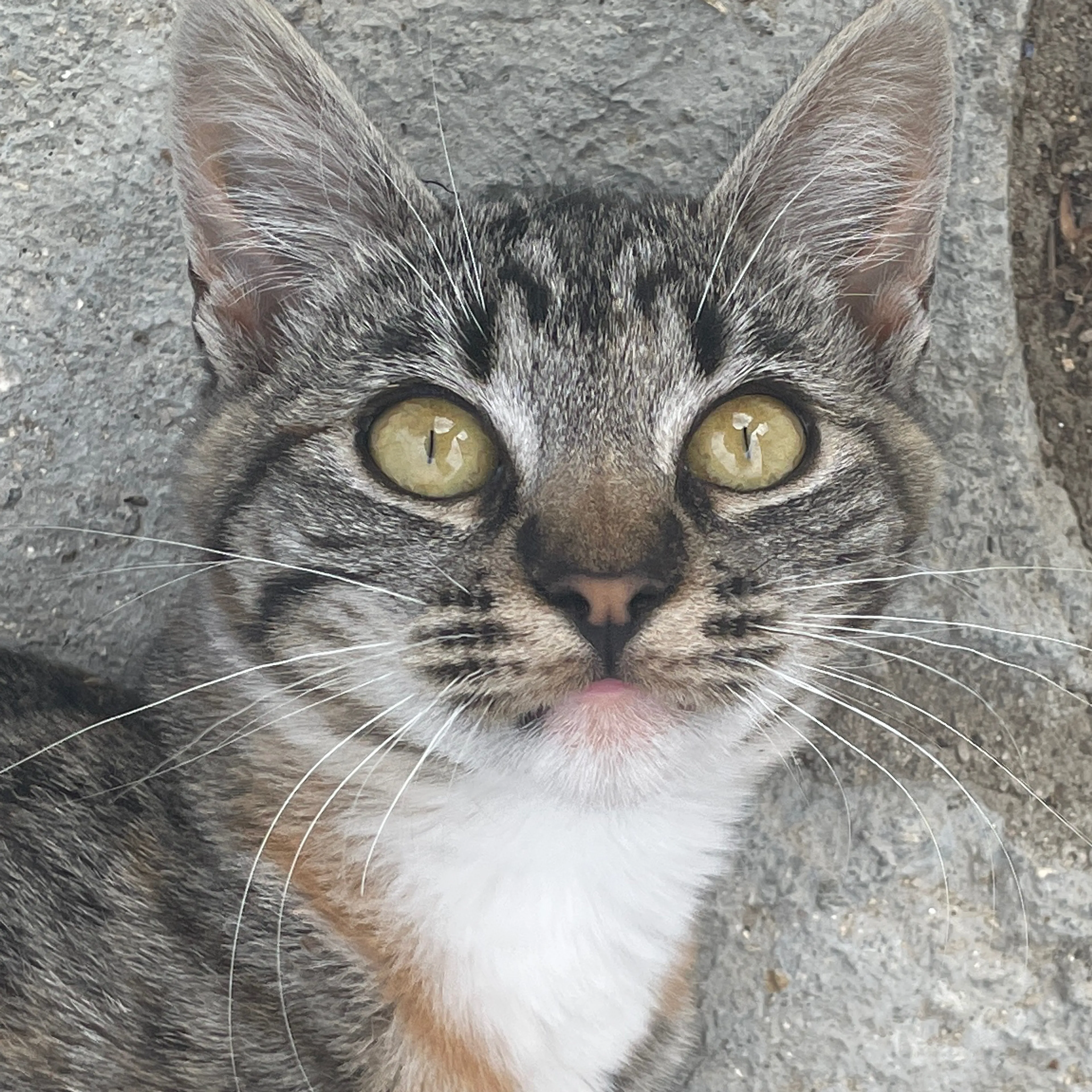 Lost pet-2