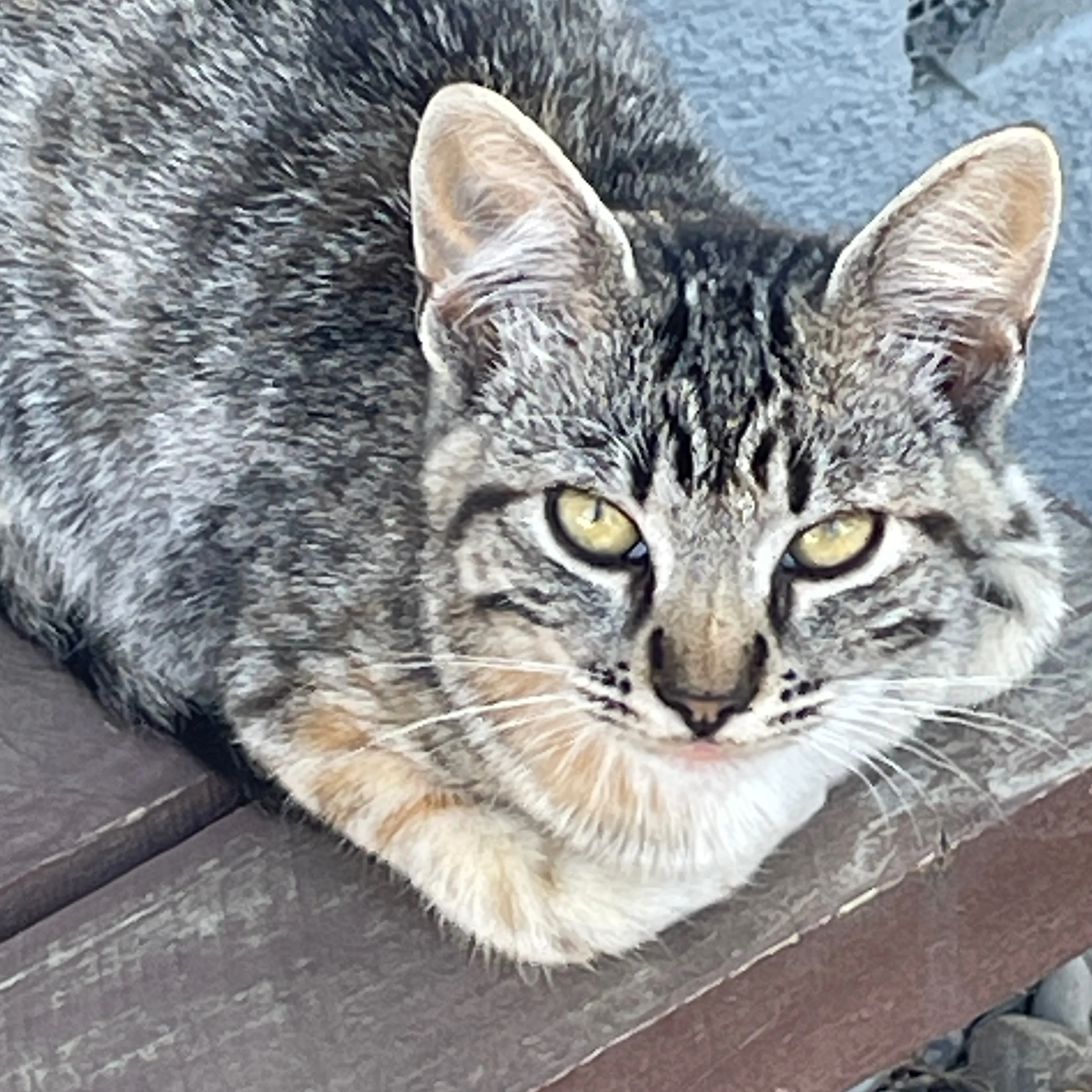 Lost pet-3