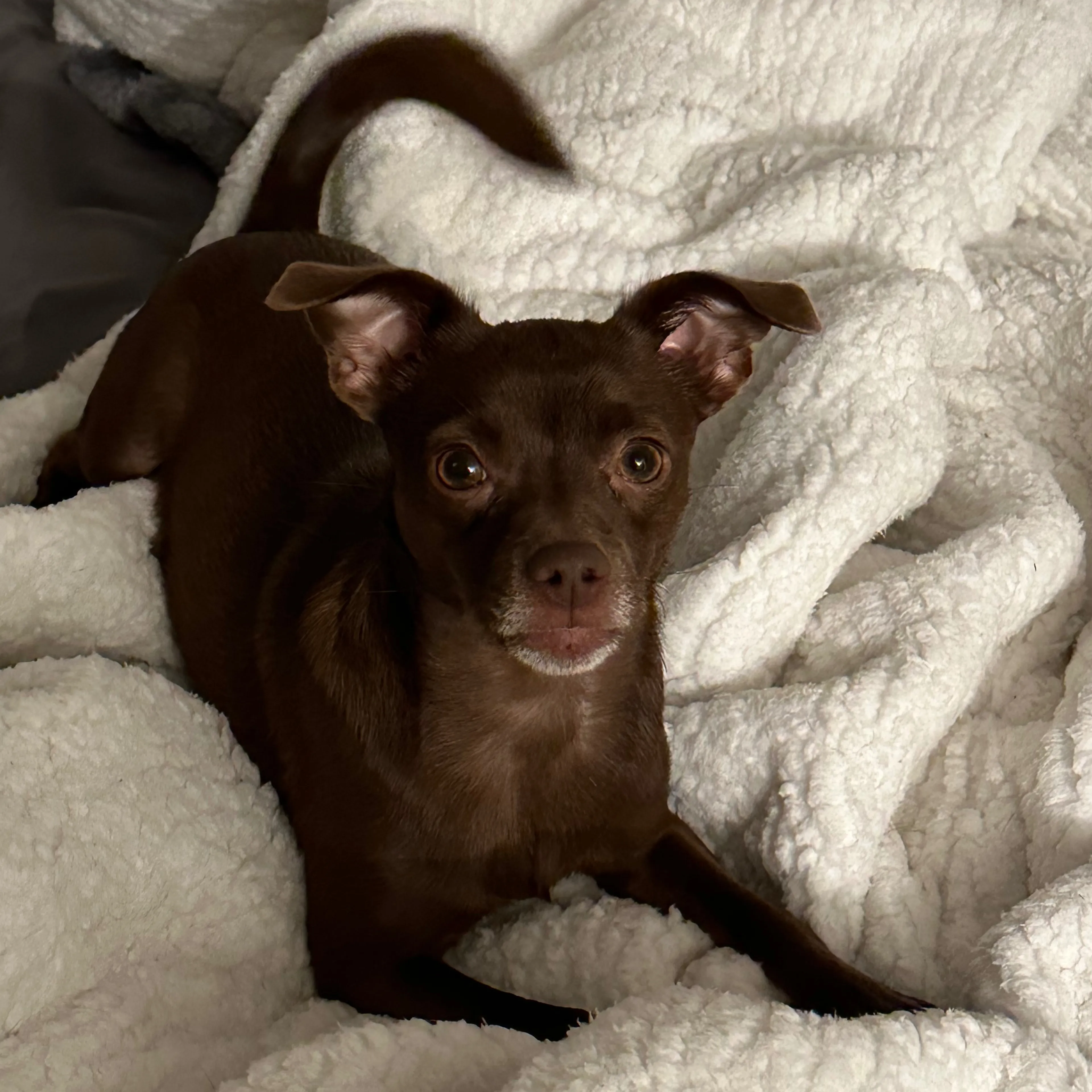 Lost pet-2