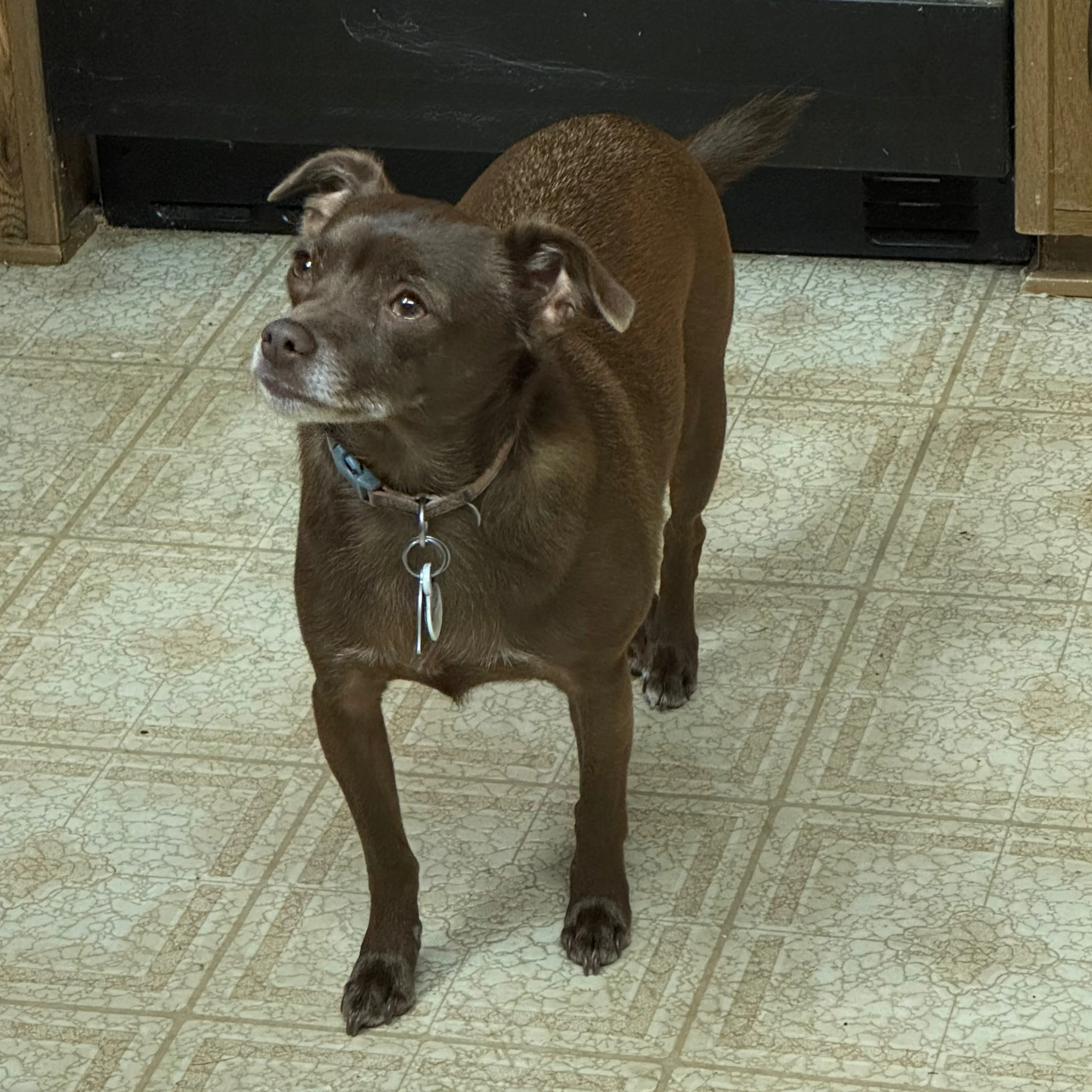 Lost pet-1