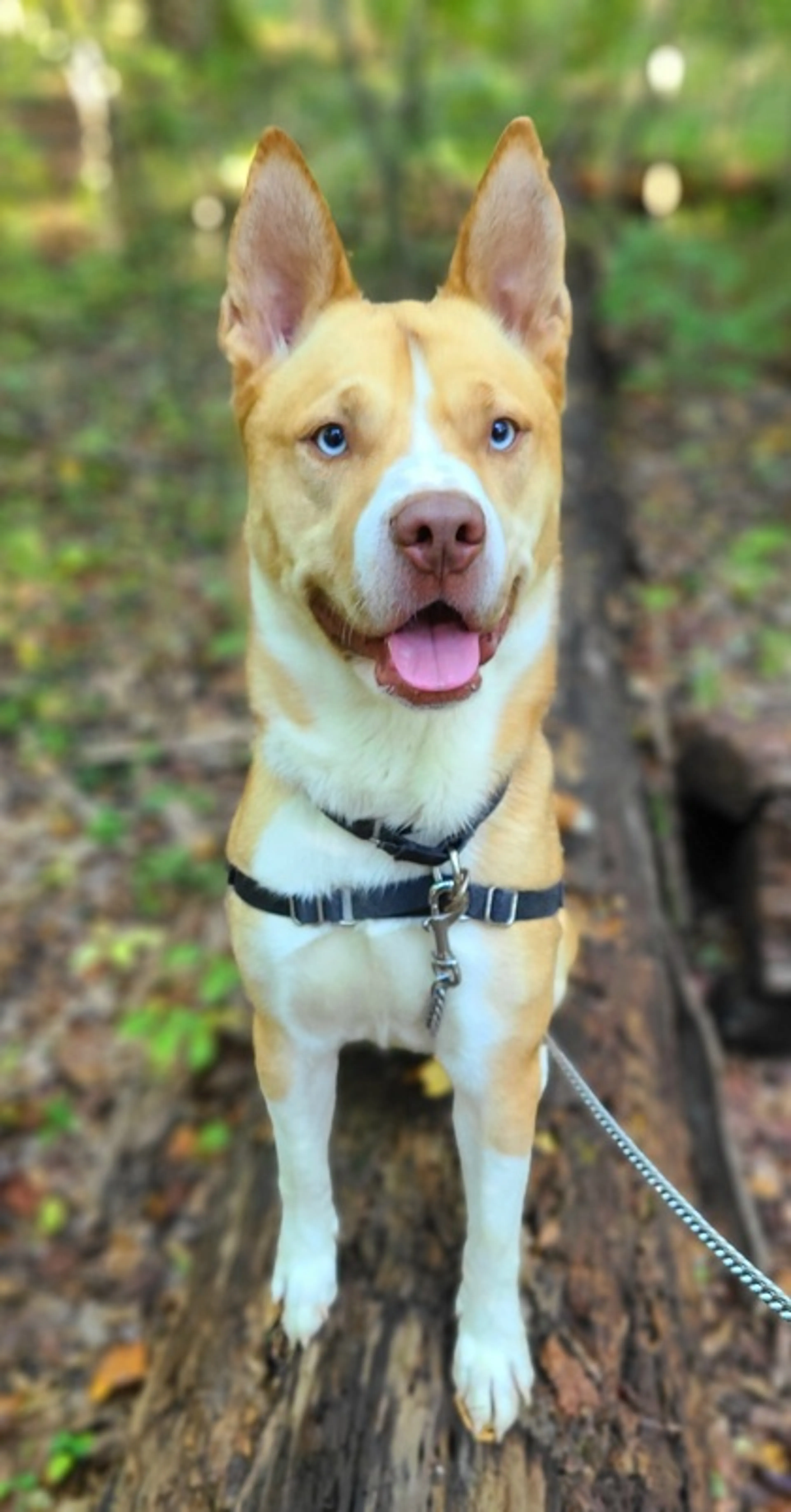 Found pet-1