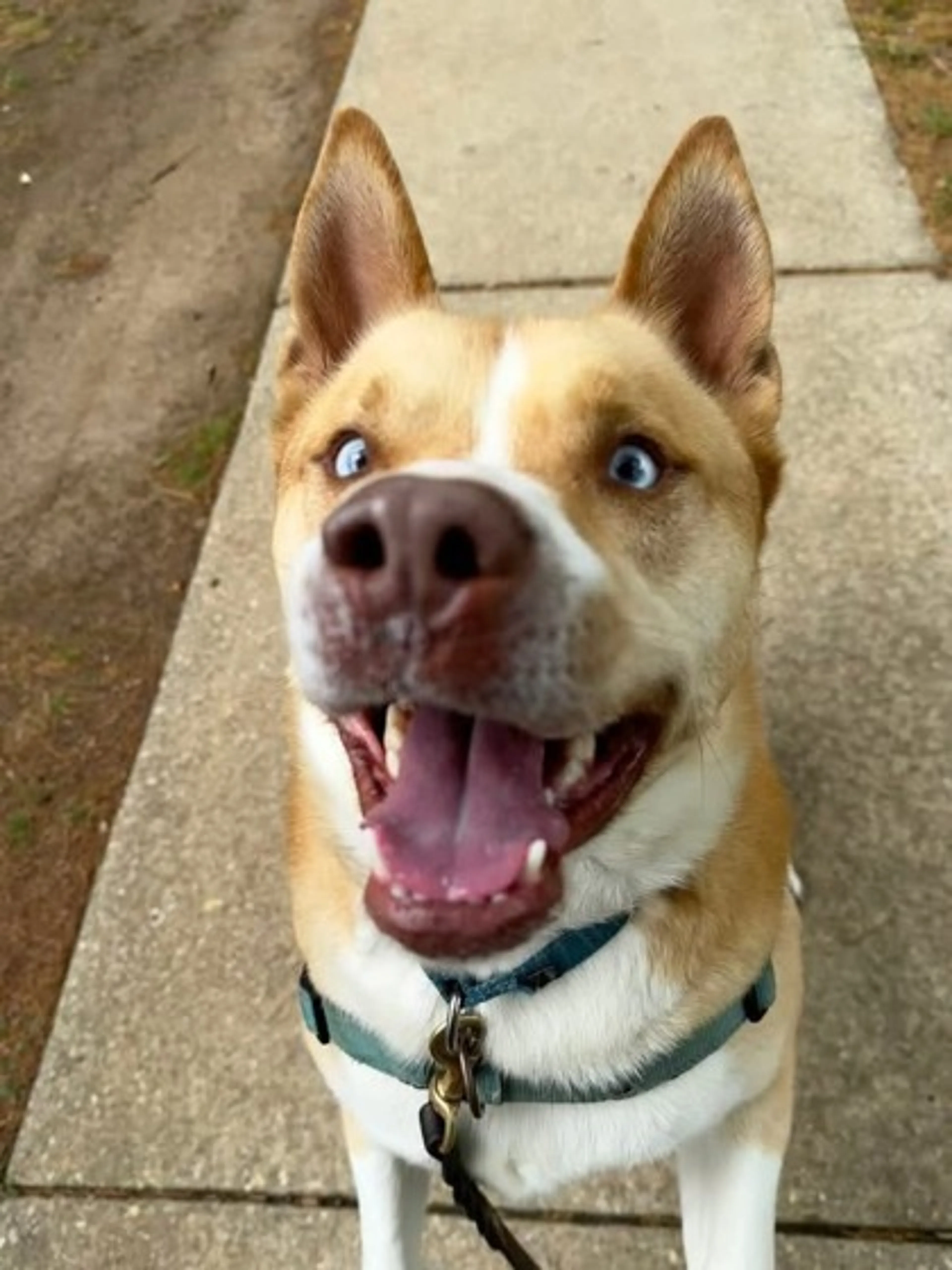 Found pet-2