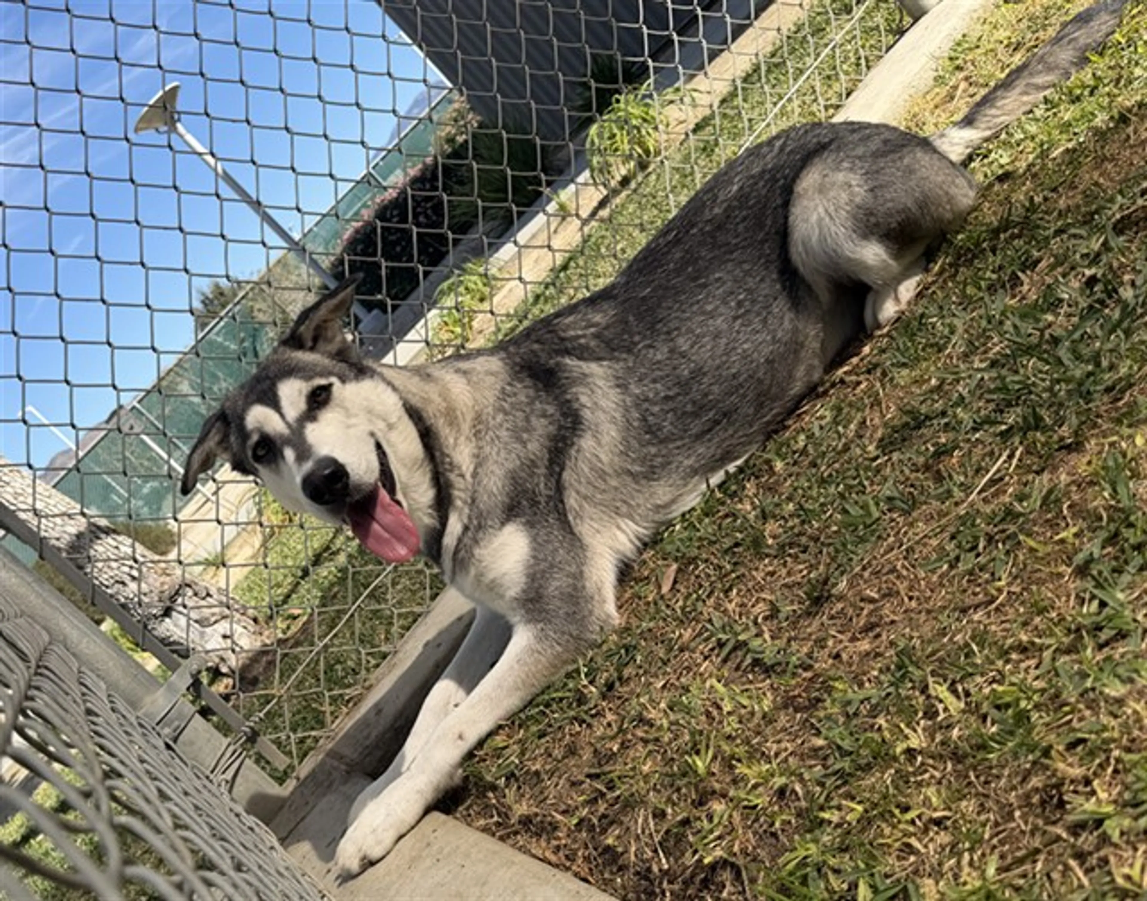 Found pet