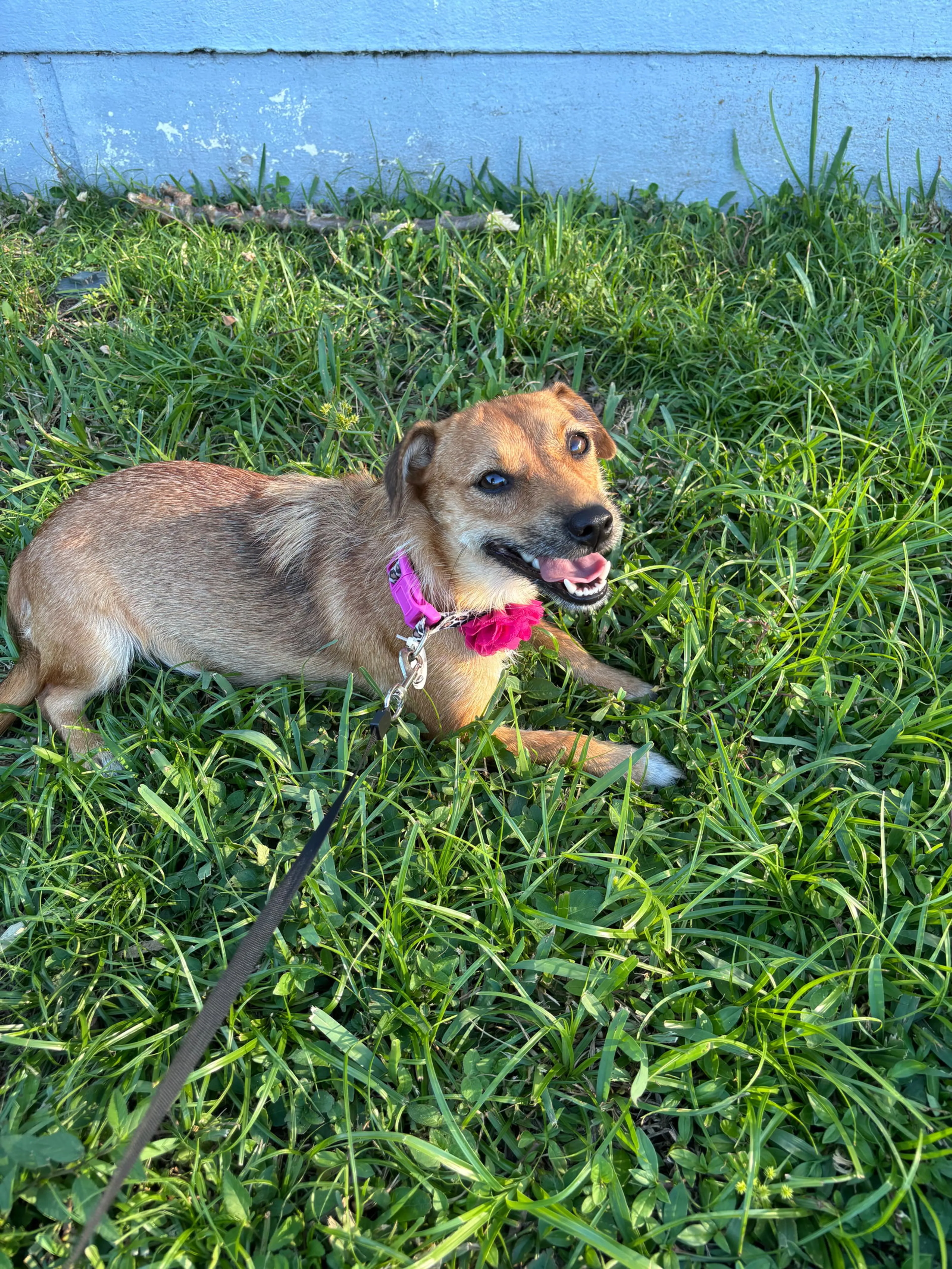 Found pet