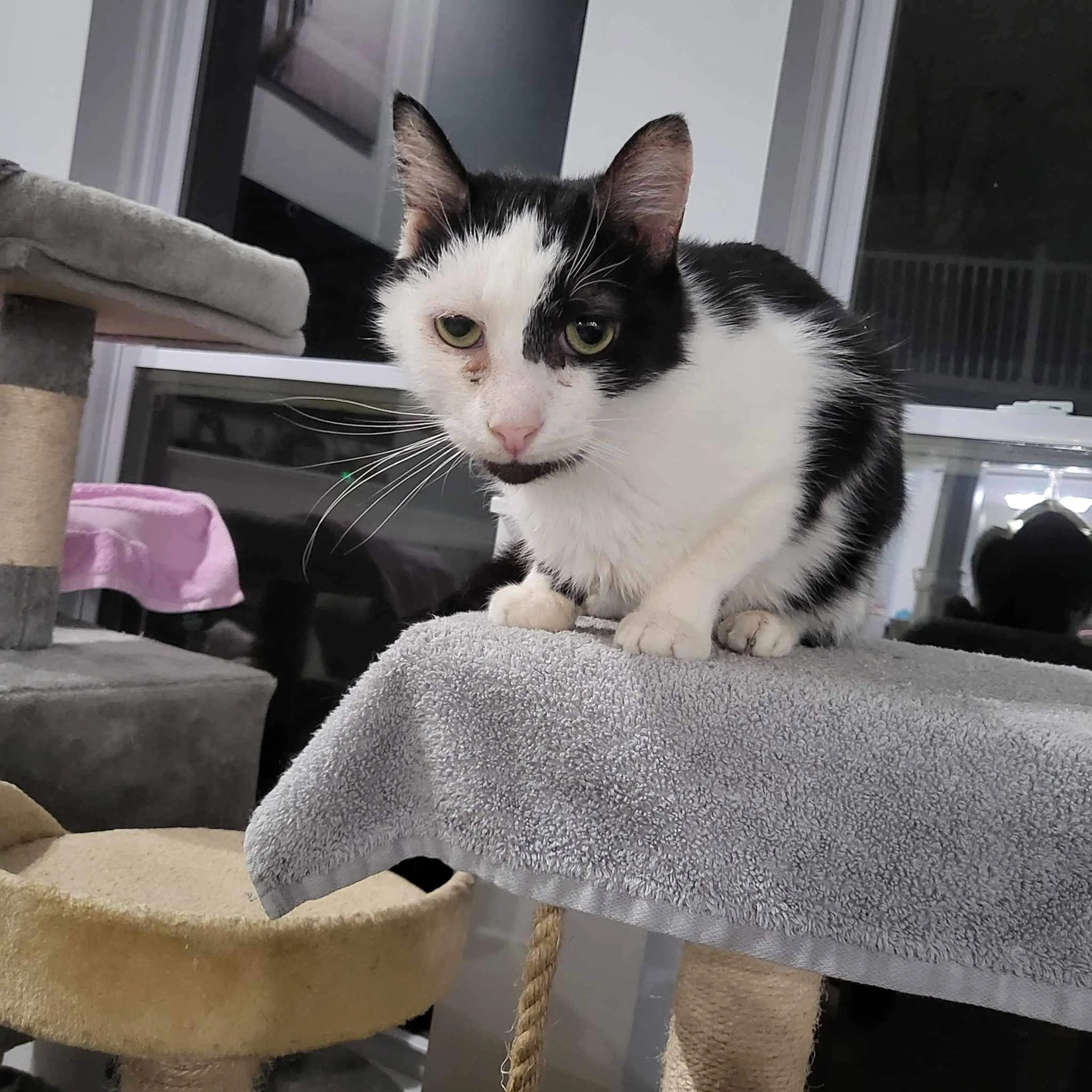 Found pet-2