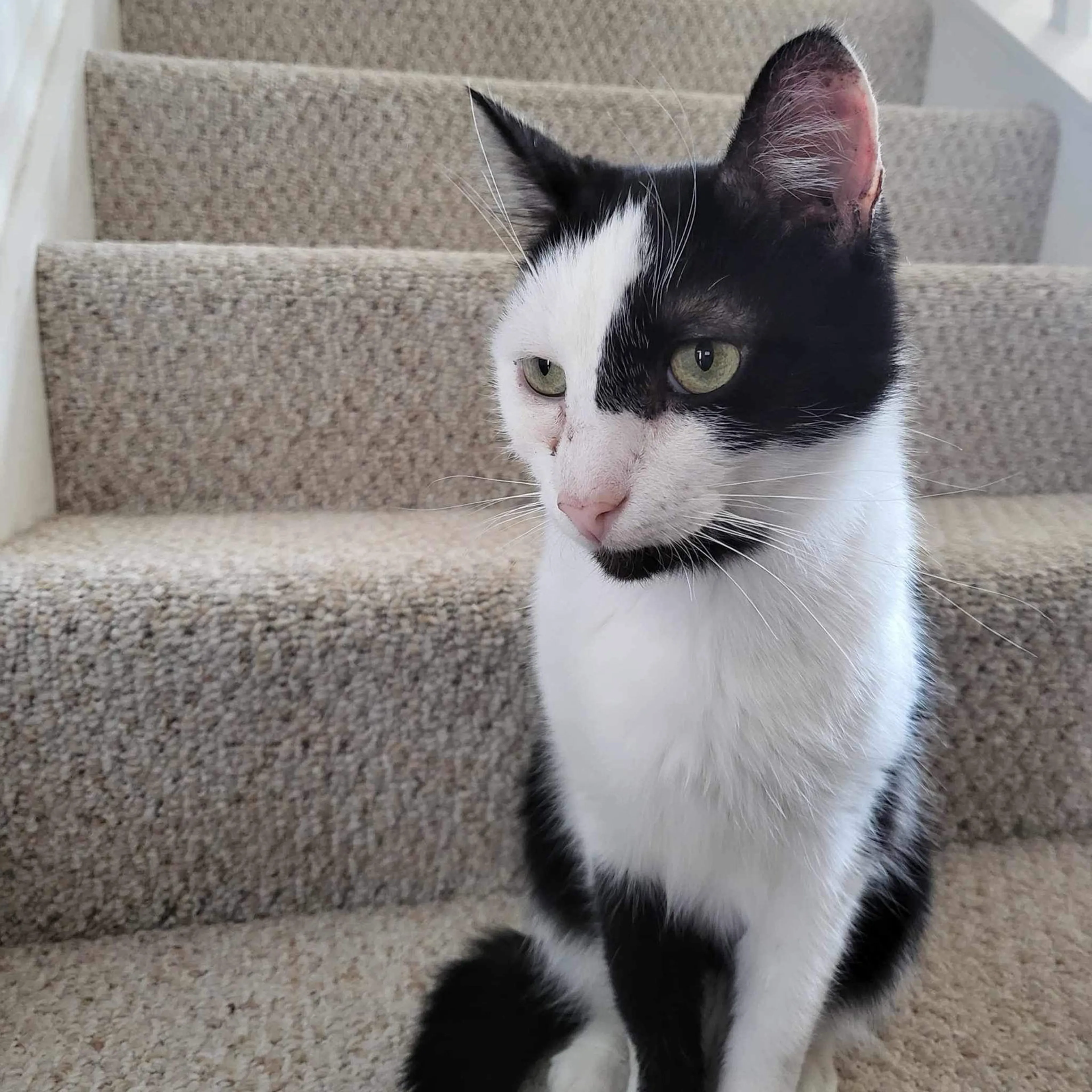 Found pet-1