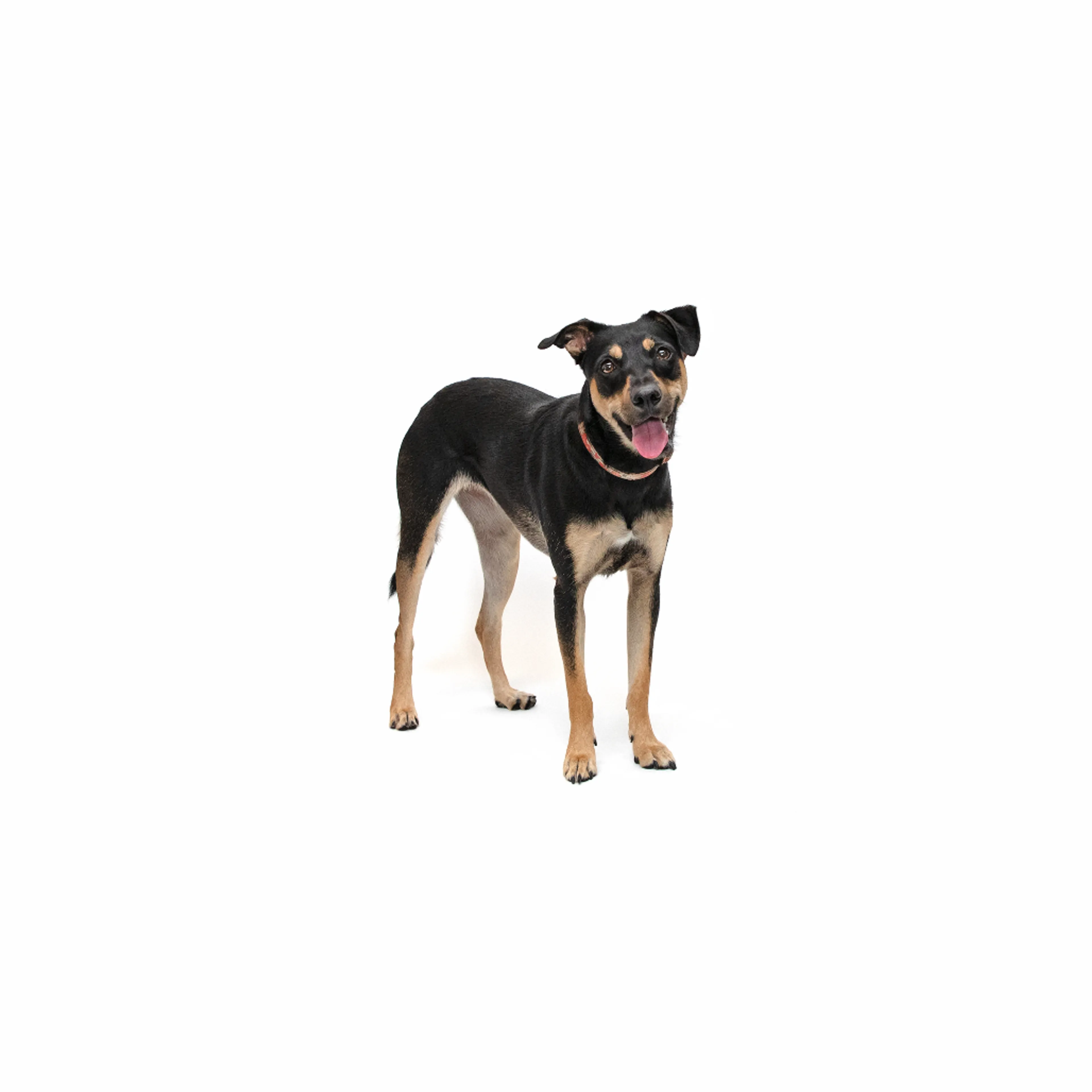 cdn image