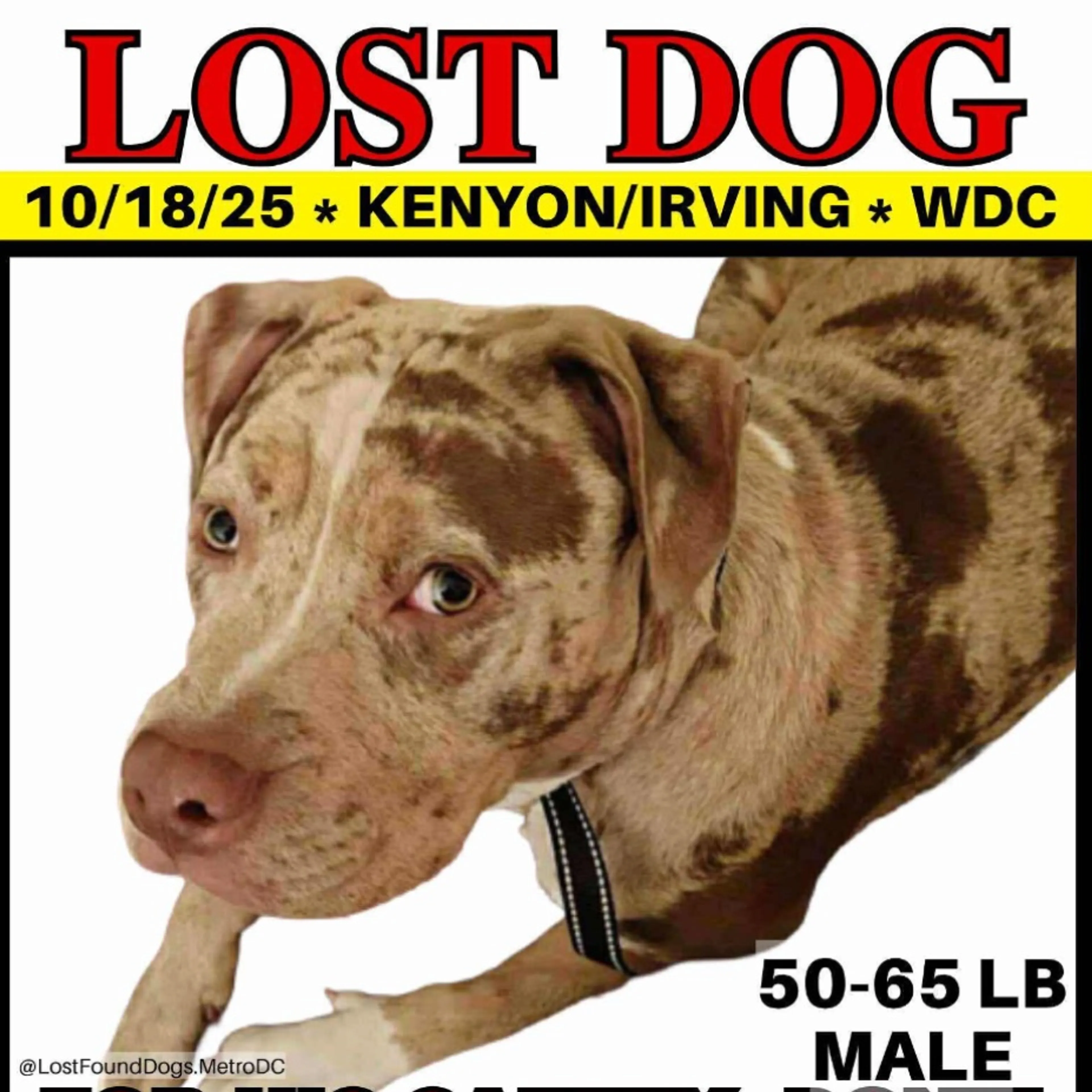 Lost pet