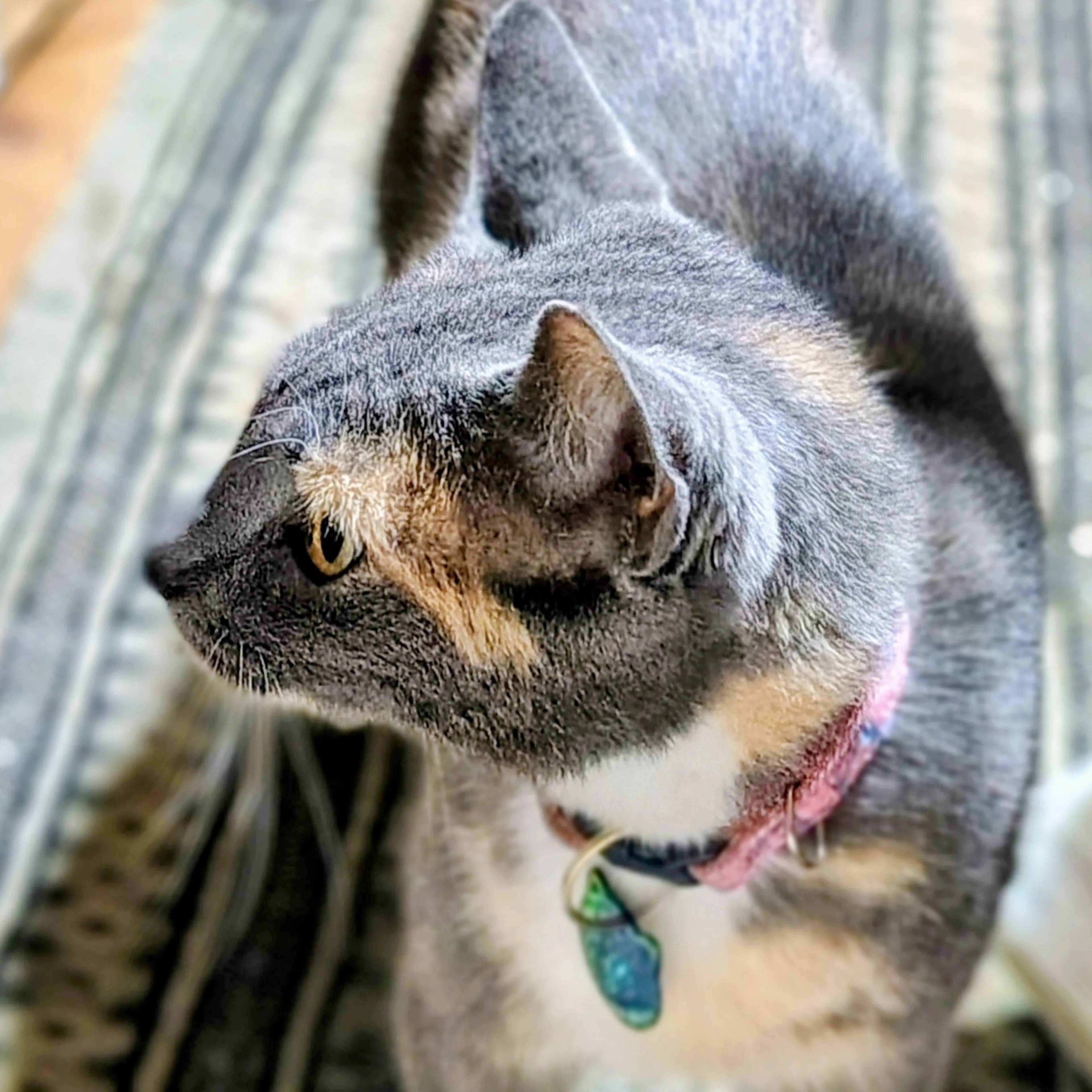 Lost pet-2