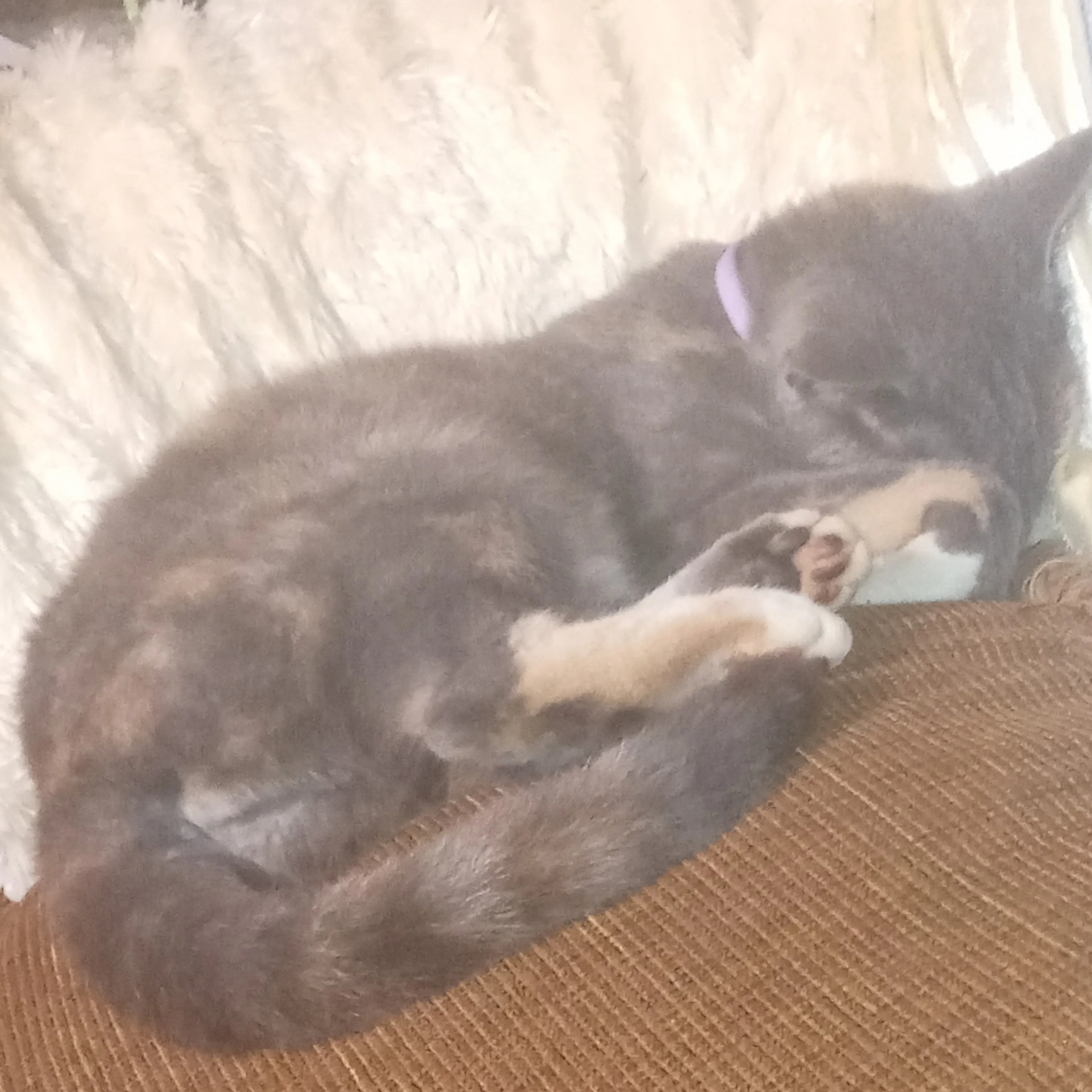 Lost pet-3