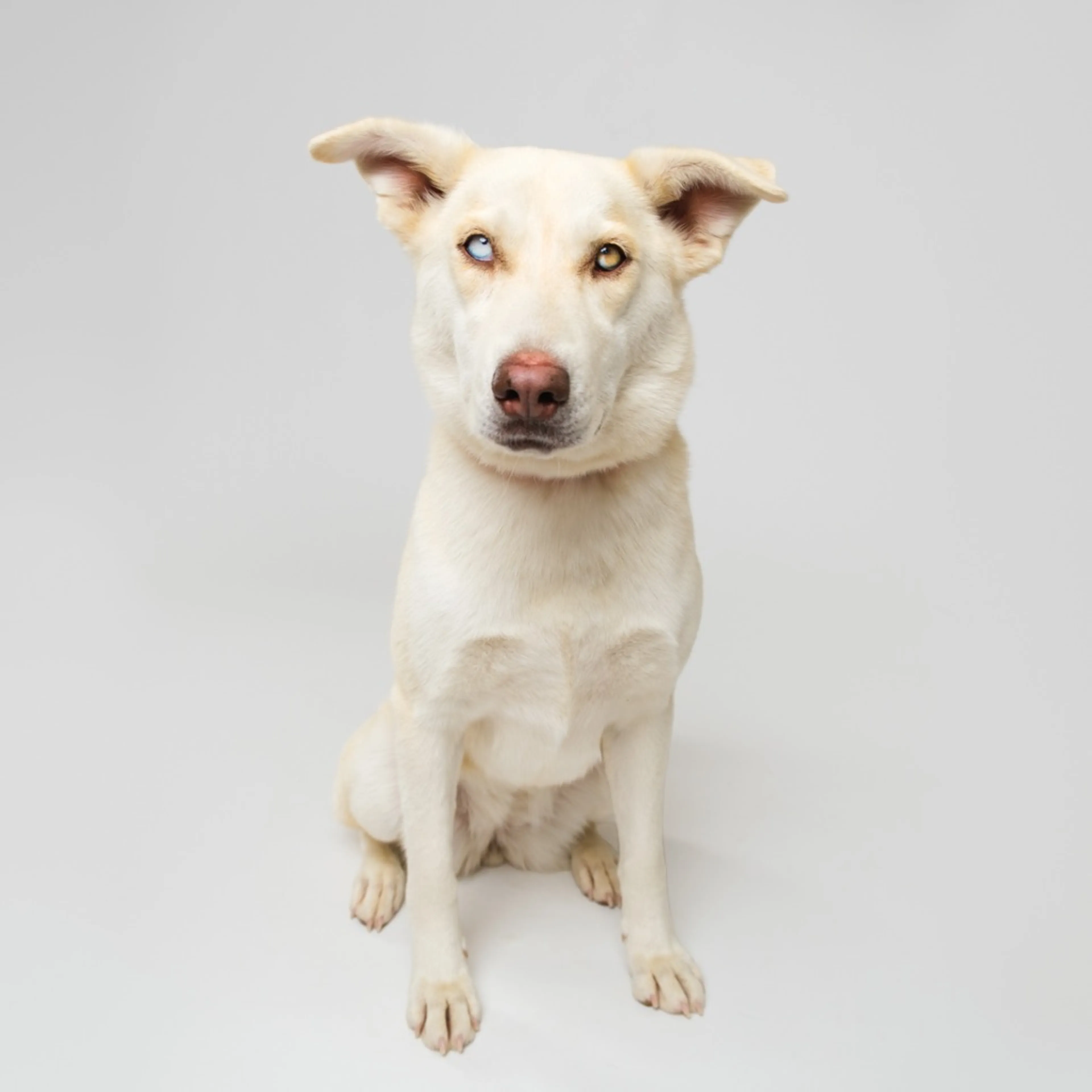 Found pet-1