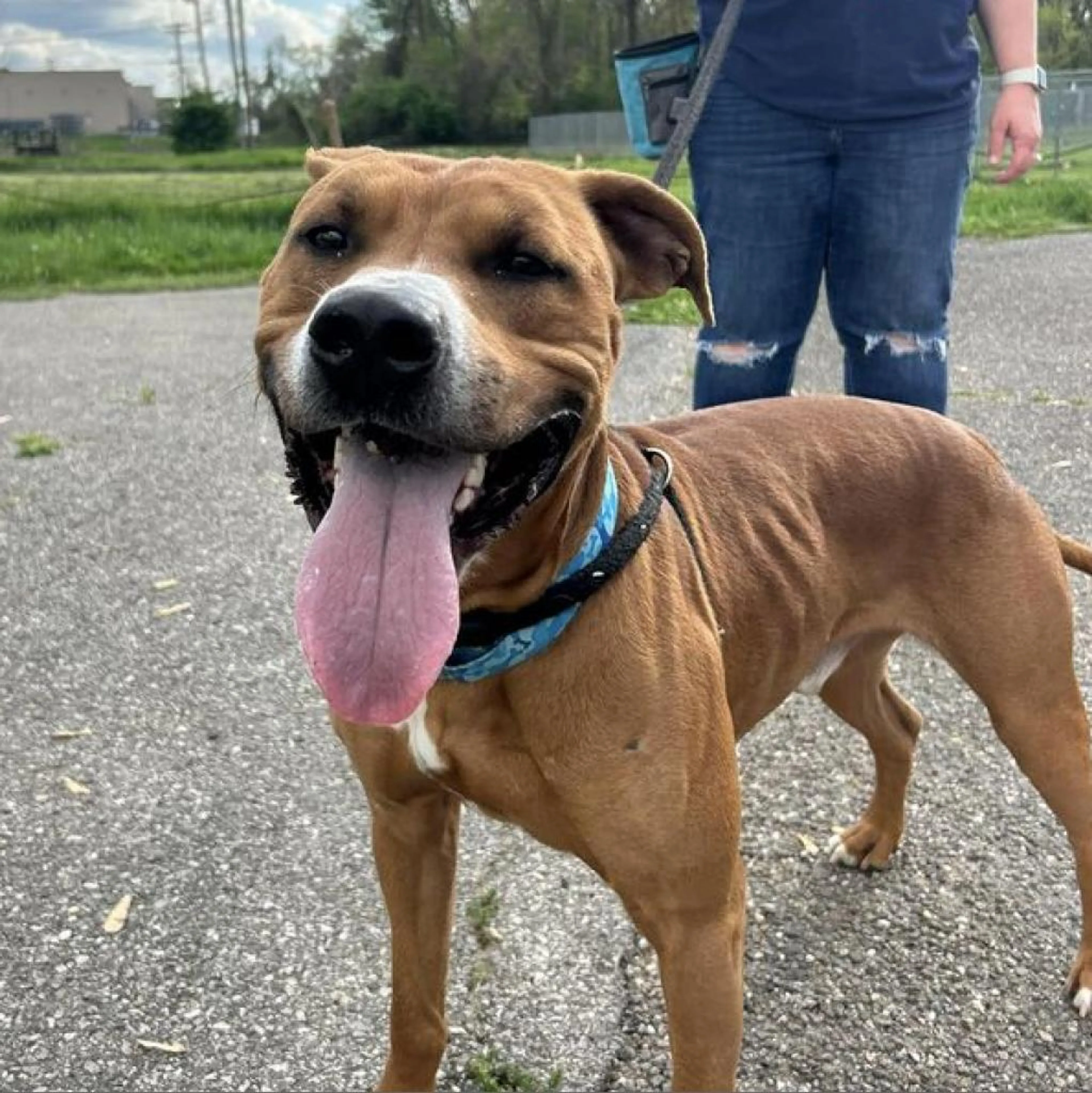 Found pet-4