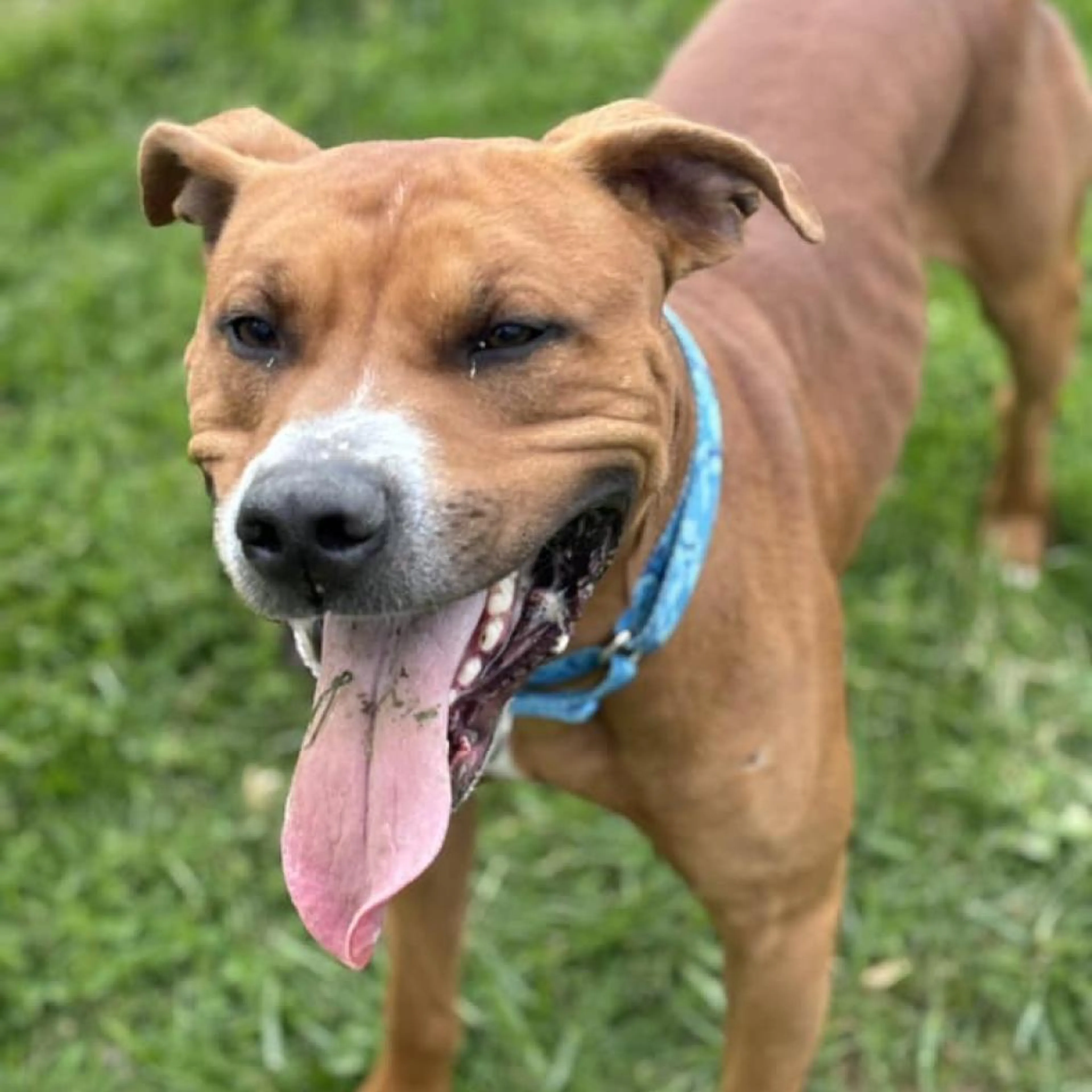 Found pet-3