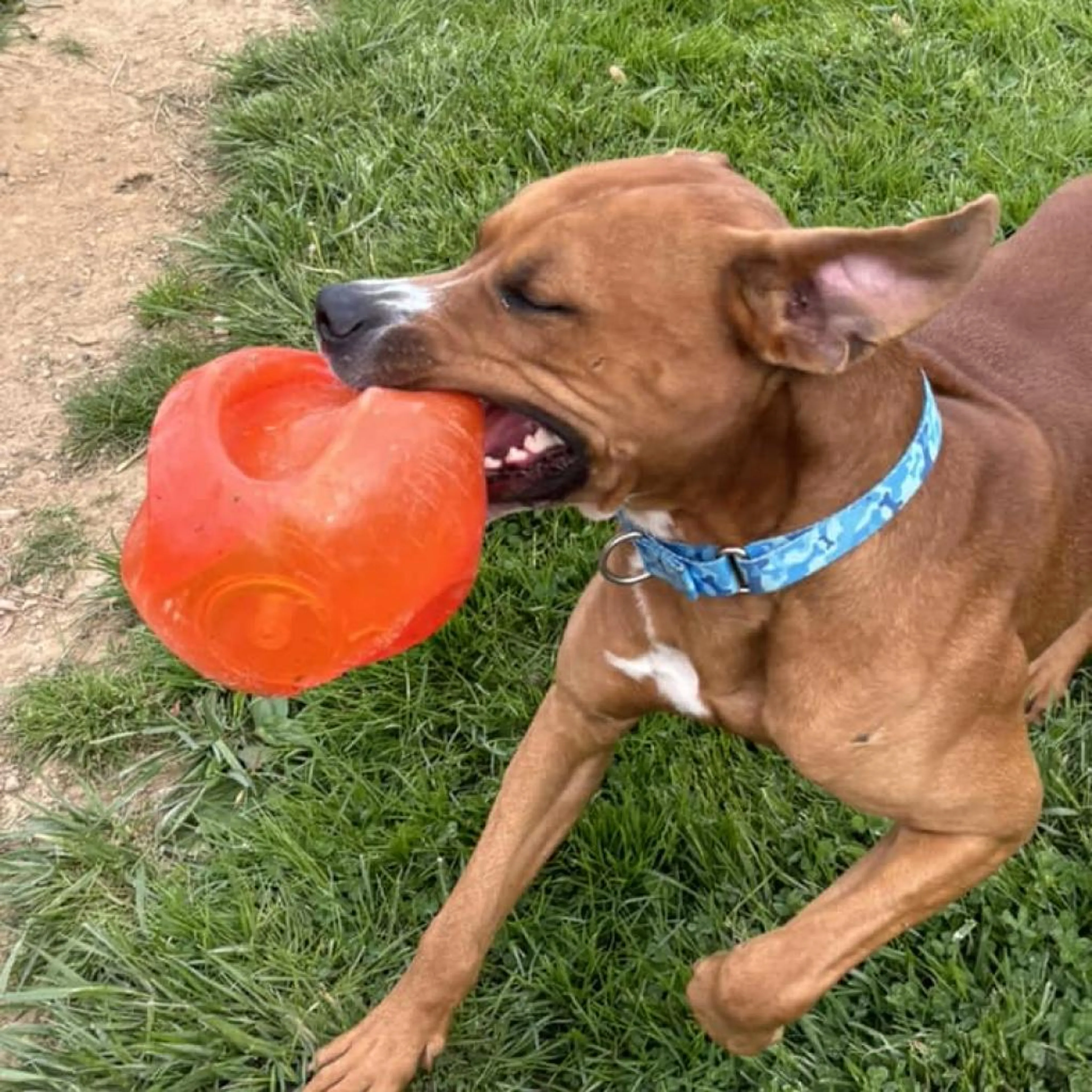 Found pet-2