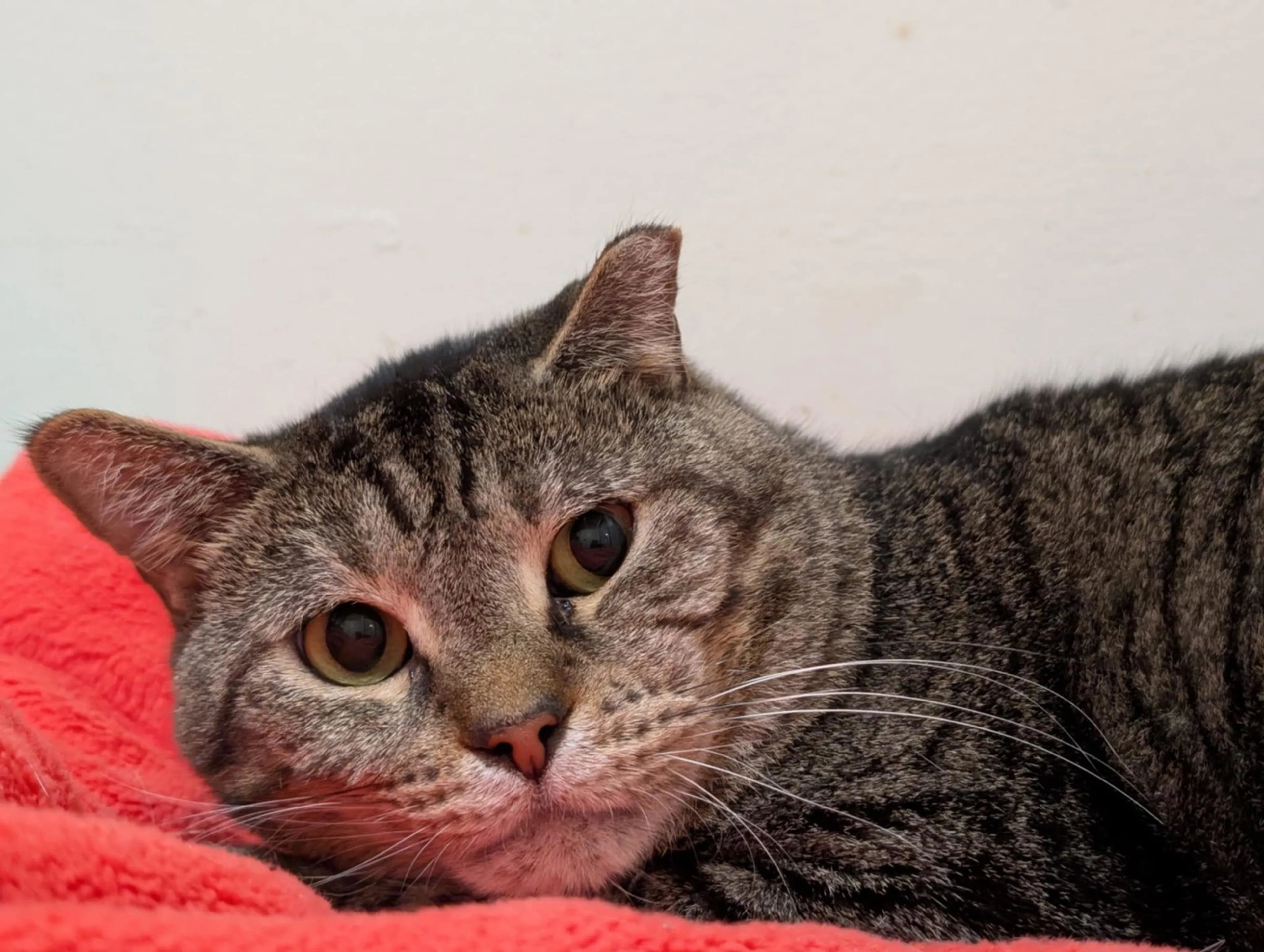 Found pet-5