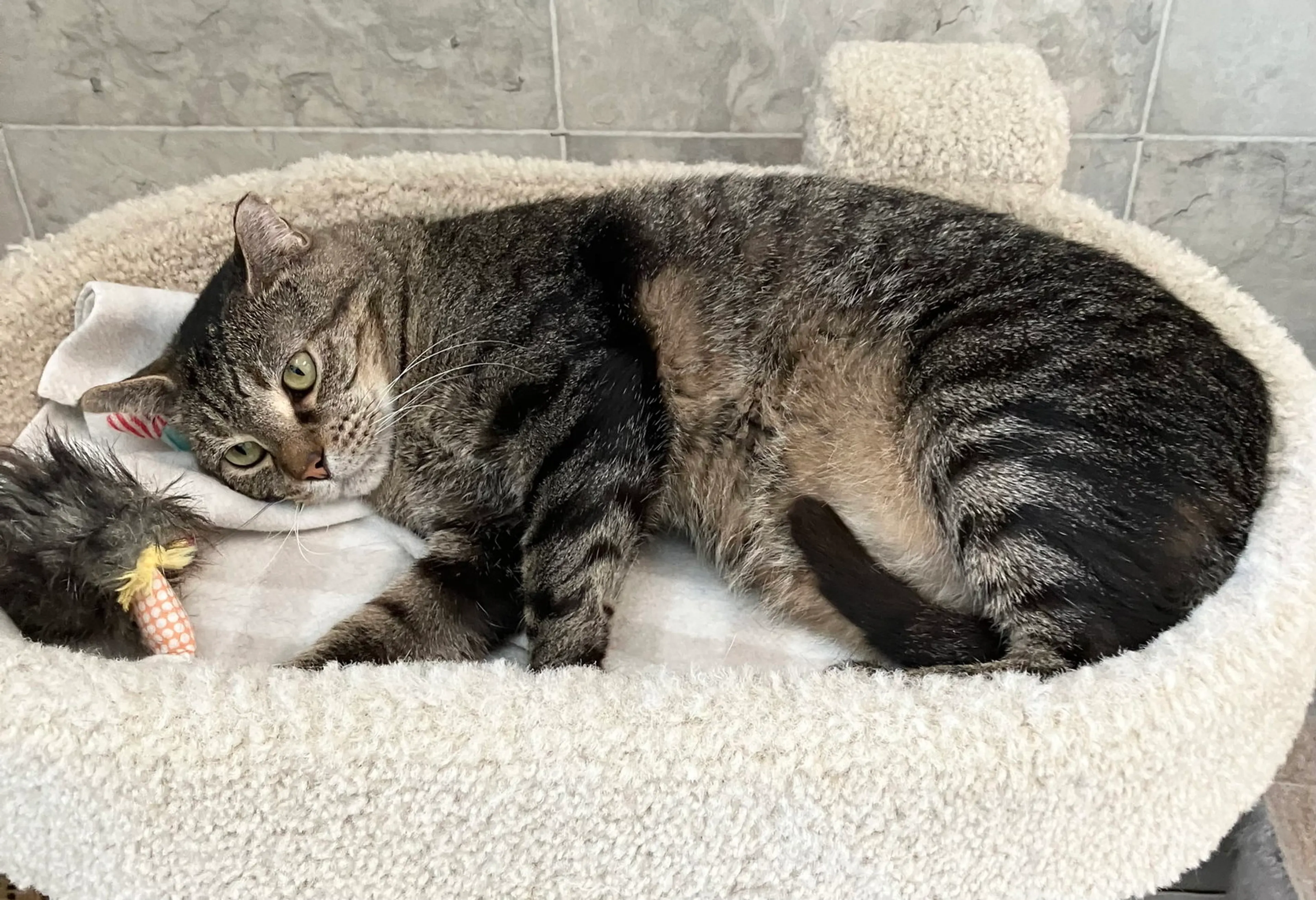 Found pet-1