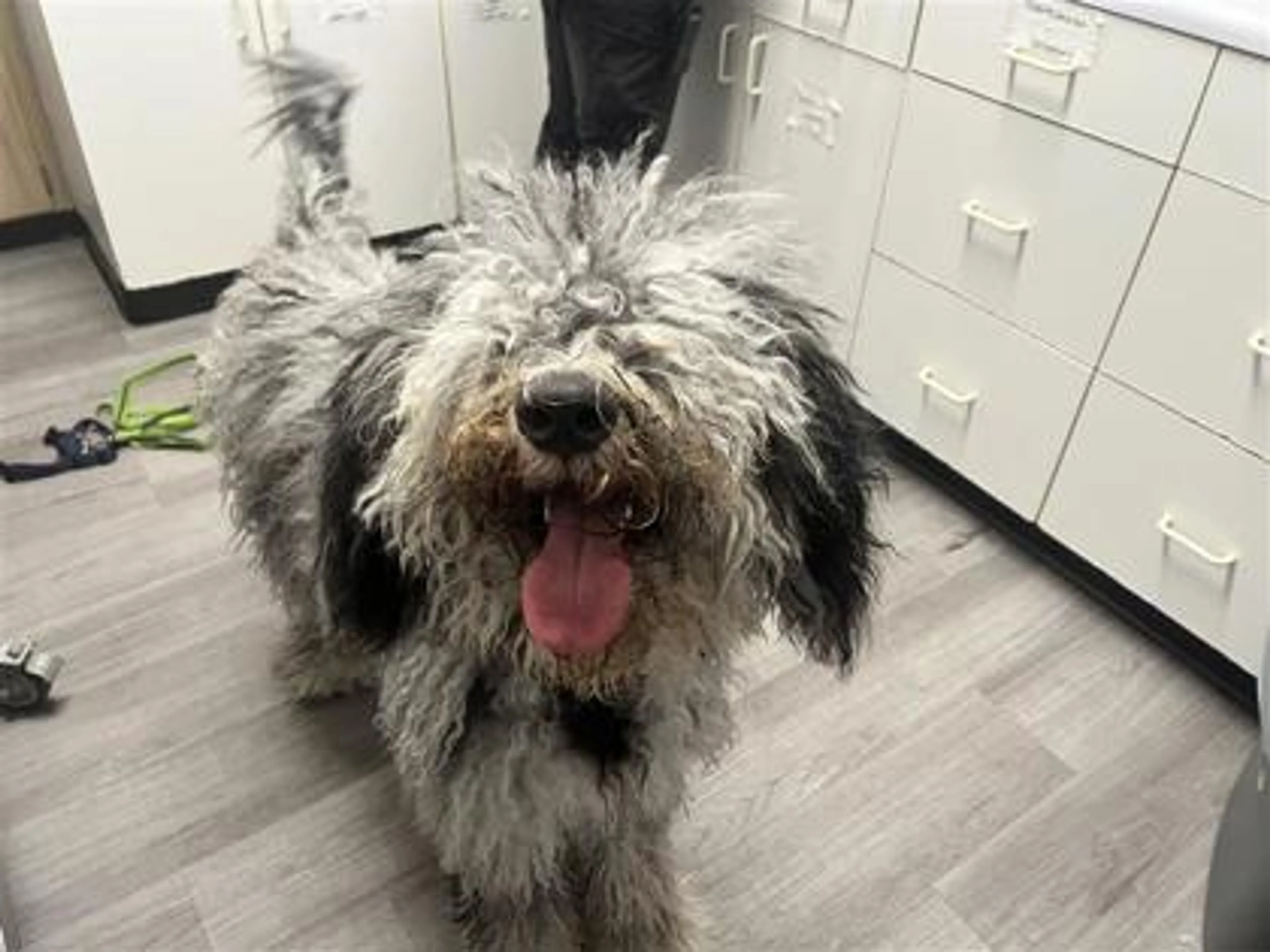 Found pet
