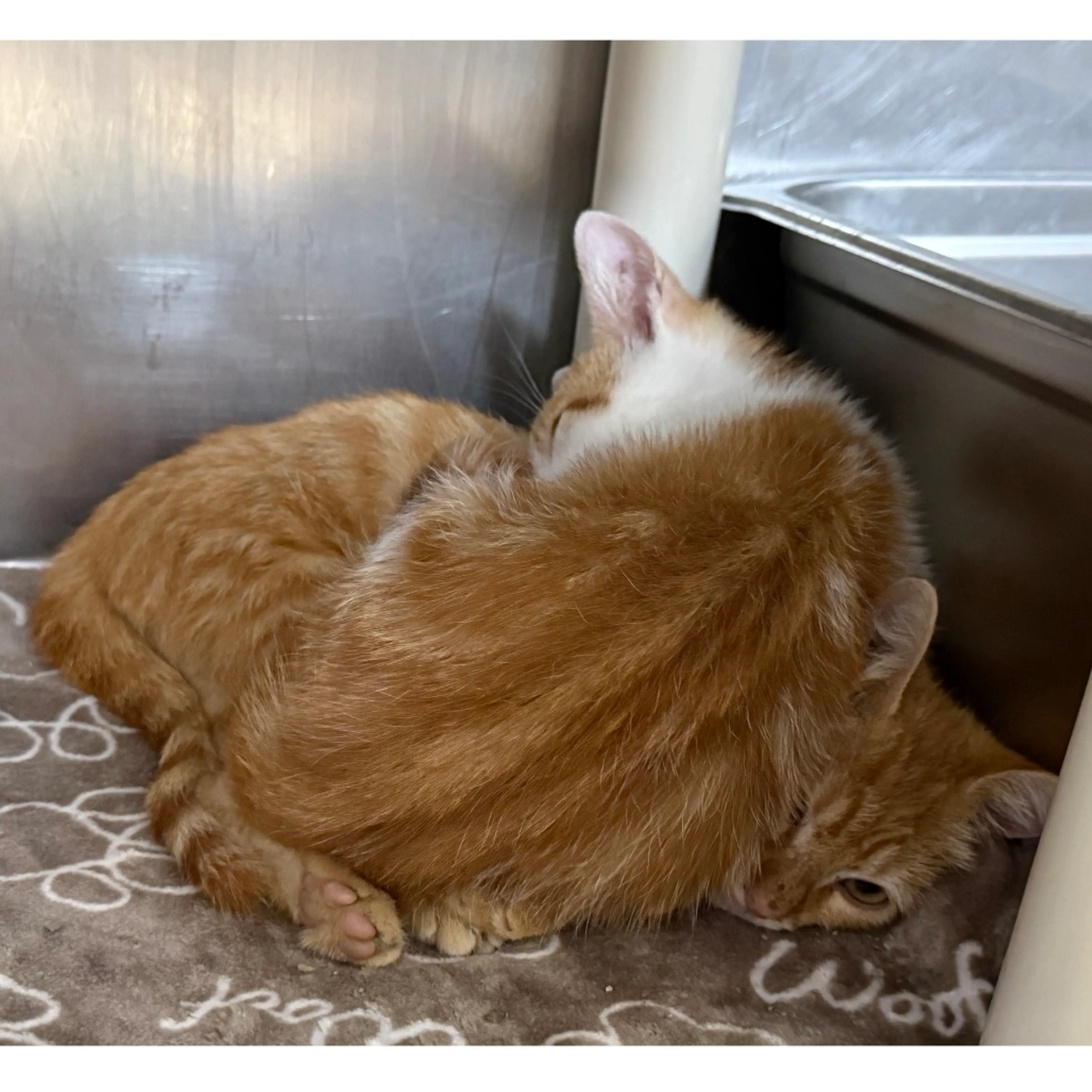 Found pet-7