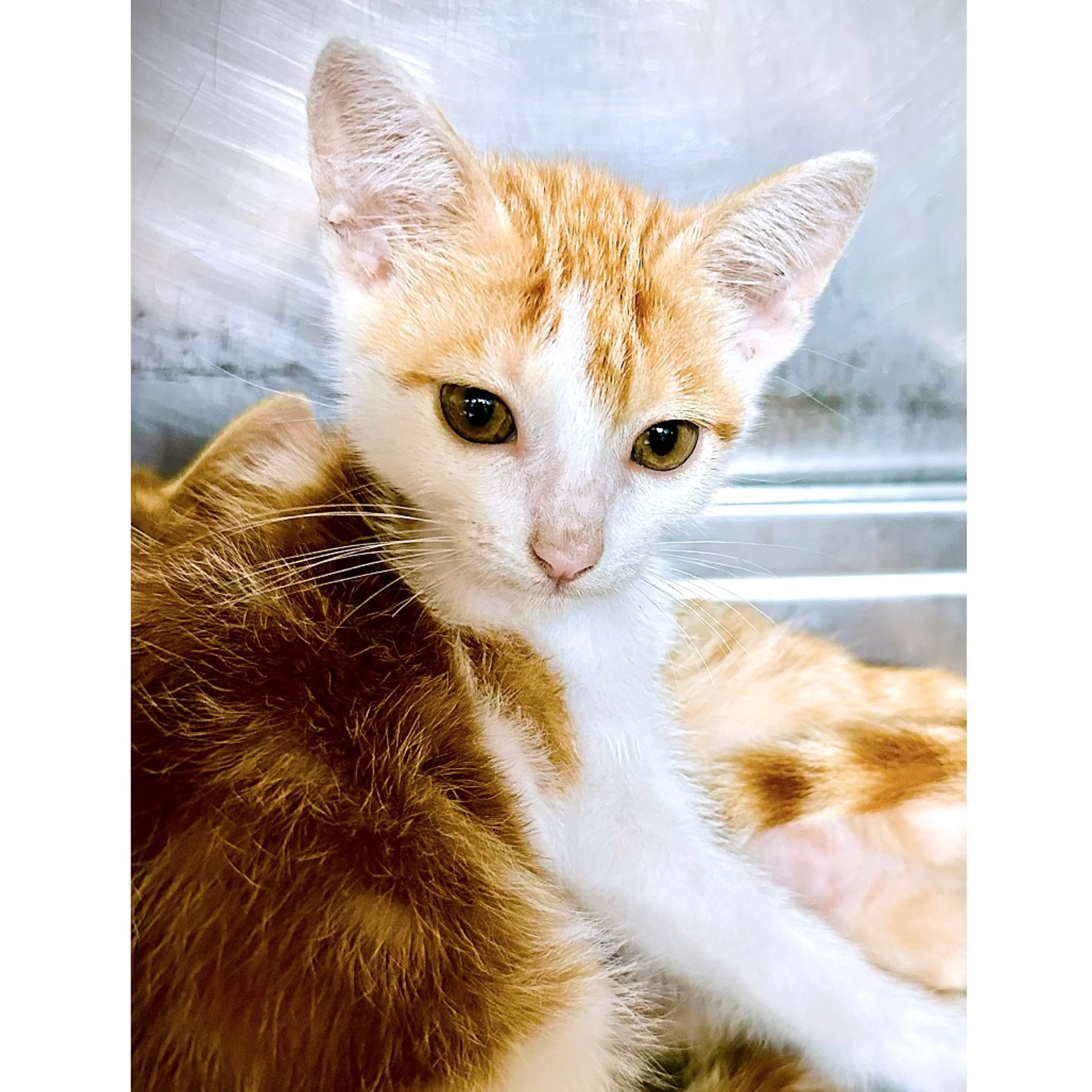 Found pet-3