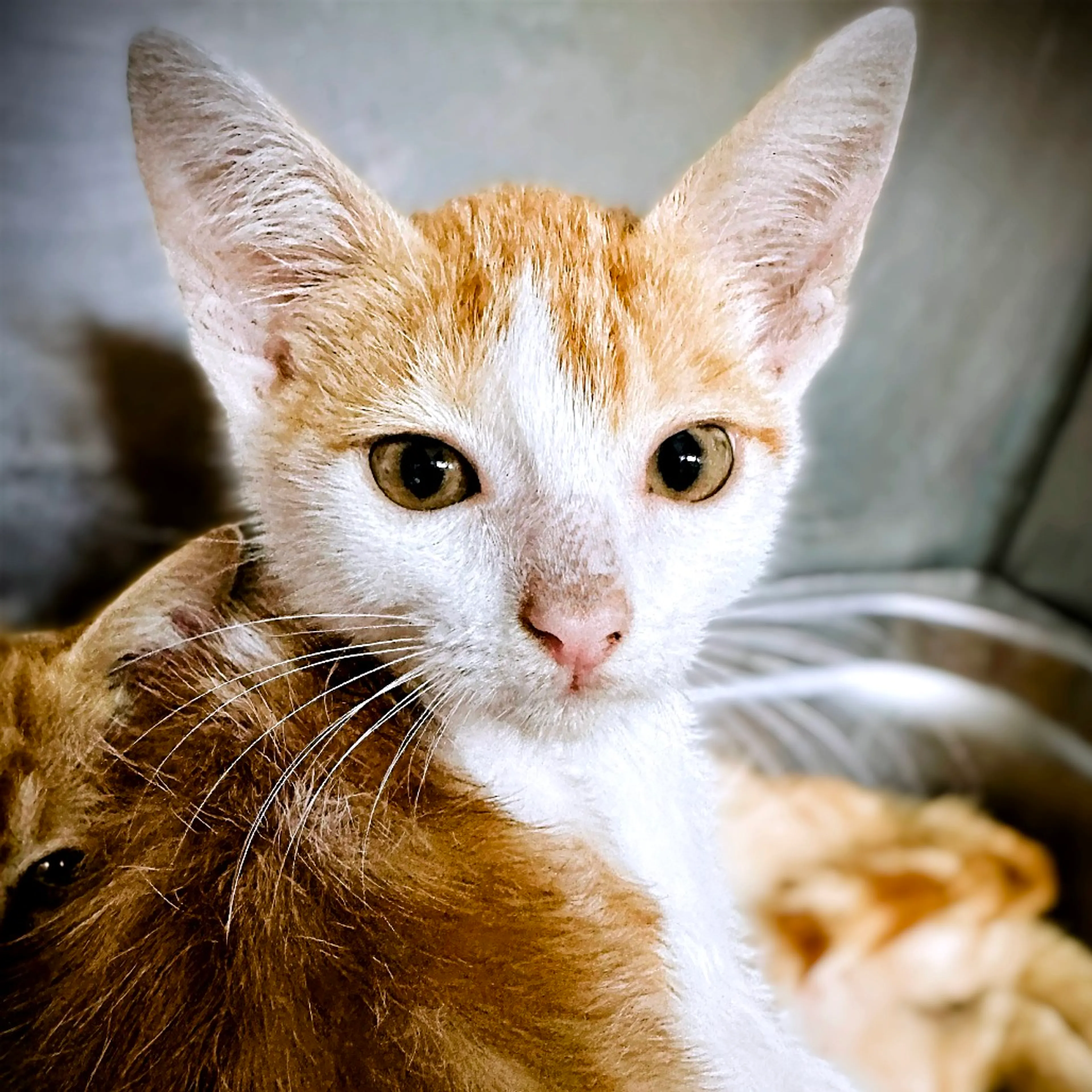 Found pet-4